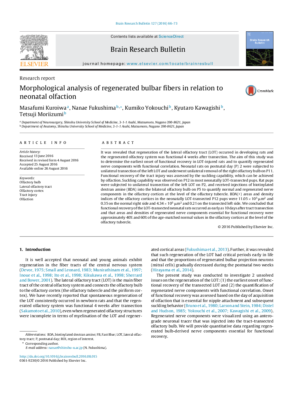 Morphological analysis of regenerated bulbar fibers in relation to neonatal olfaction