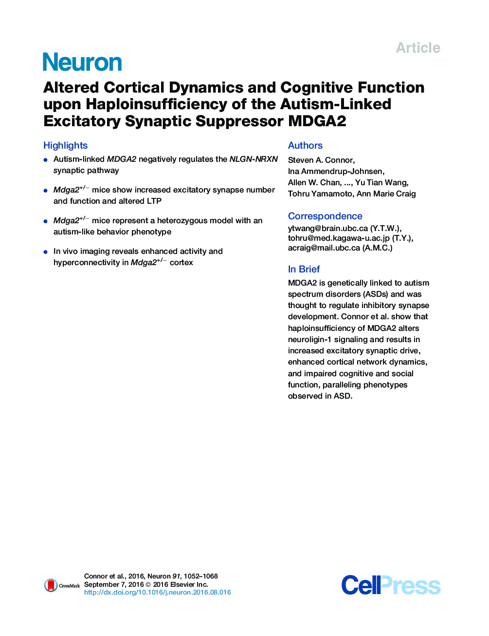 Altered Cortical Dynamics and Cognitive Function upon Haploinsufficiency of the Autism-Linked Excitatory Synaptic Suppressor MDGA2