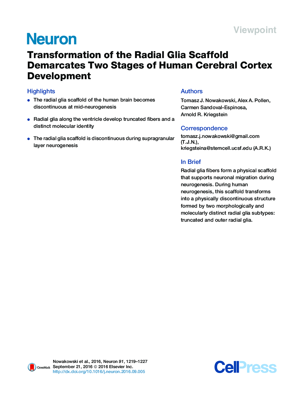 Transformation of the Radial Glia Scaffold Demarcates Two Stages of Human Cerebral Cortex Development