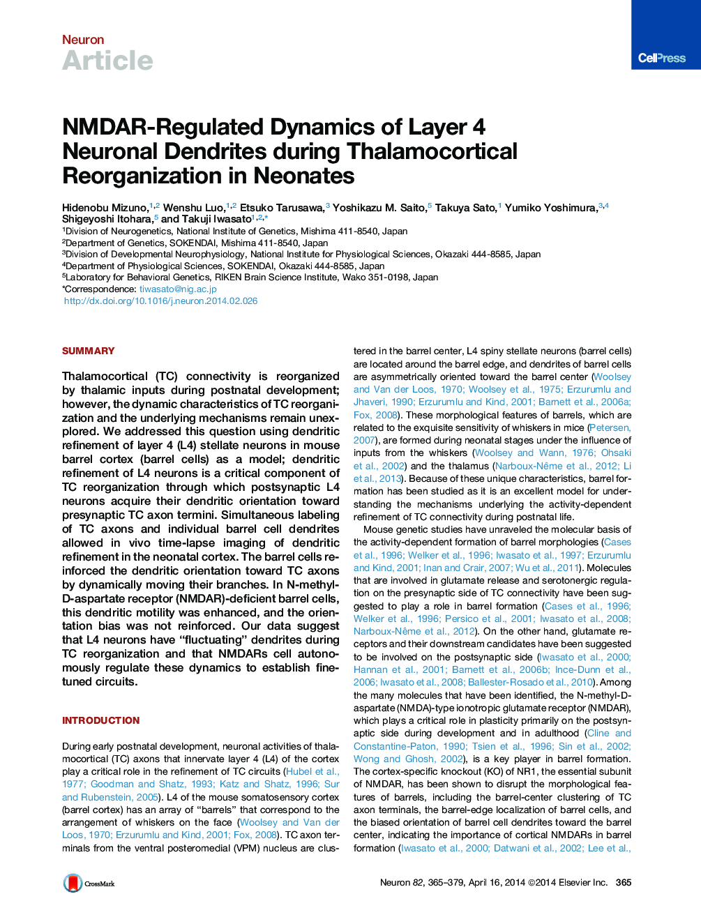 NMDAR-Regulated Dynamics of Layer 4 Neuronal Dendrites during Thalamocortical Reorganization in Neonates