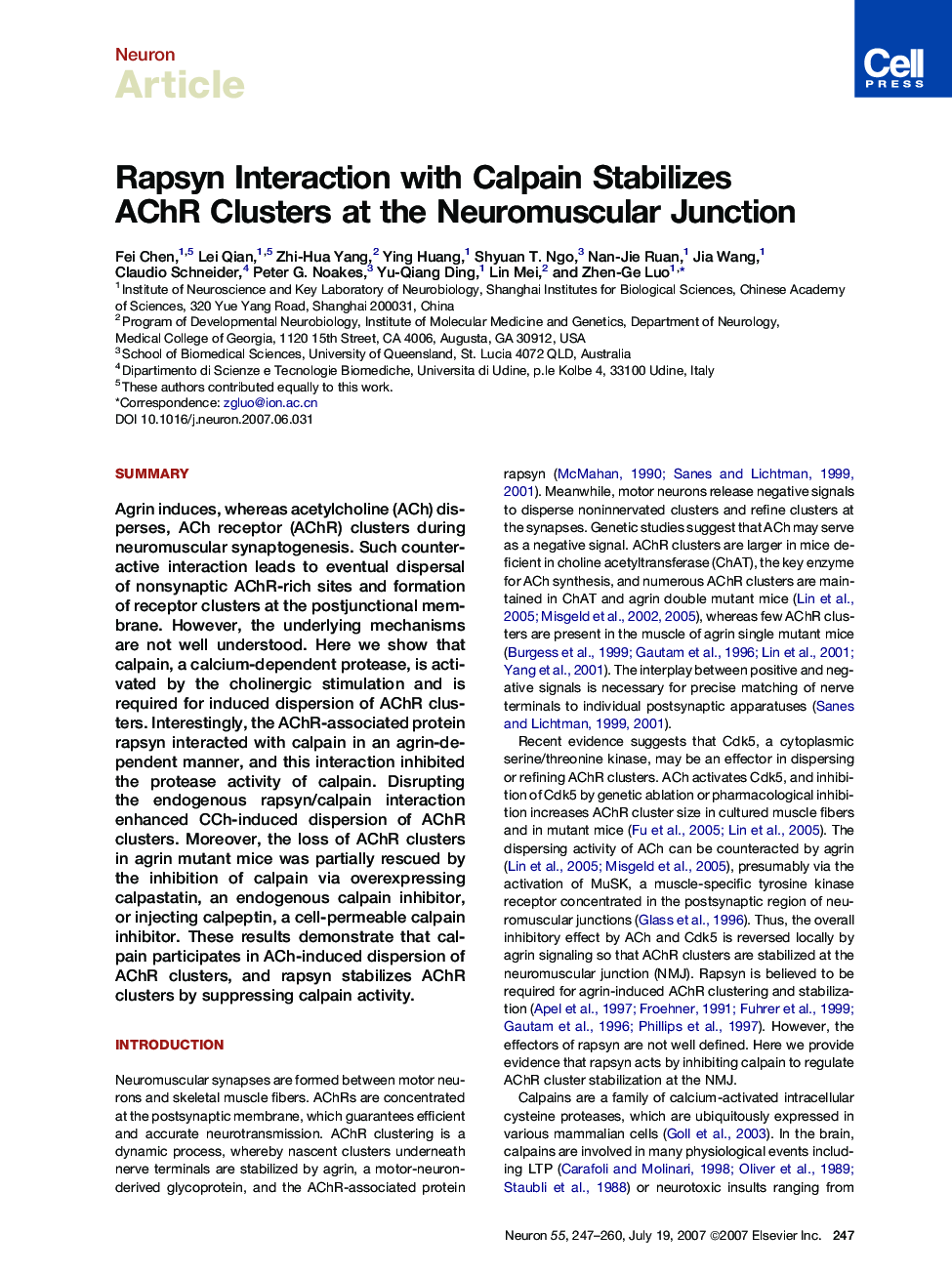 Rapsyn Interaction with Calpain Stabilizes AChR Clusters at the Neuromuscular Junction