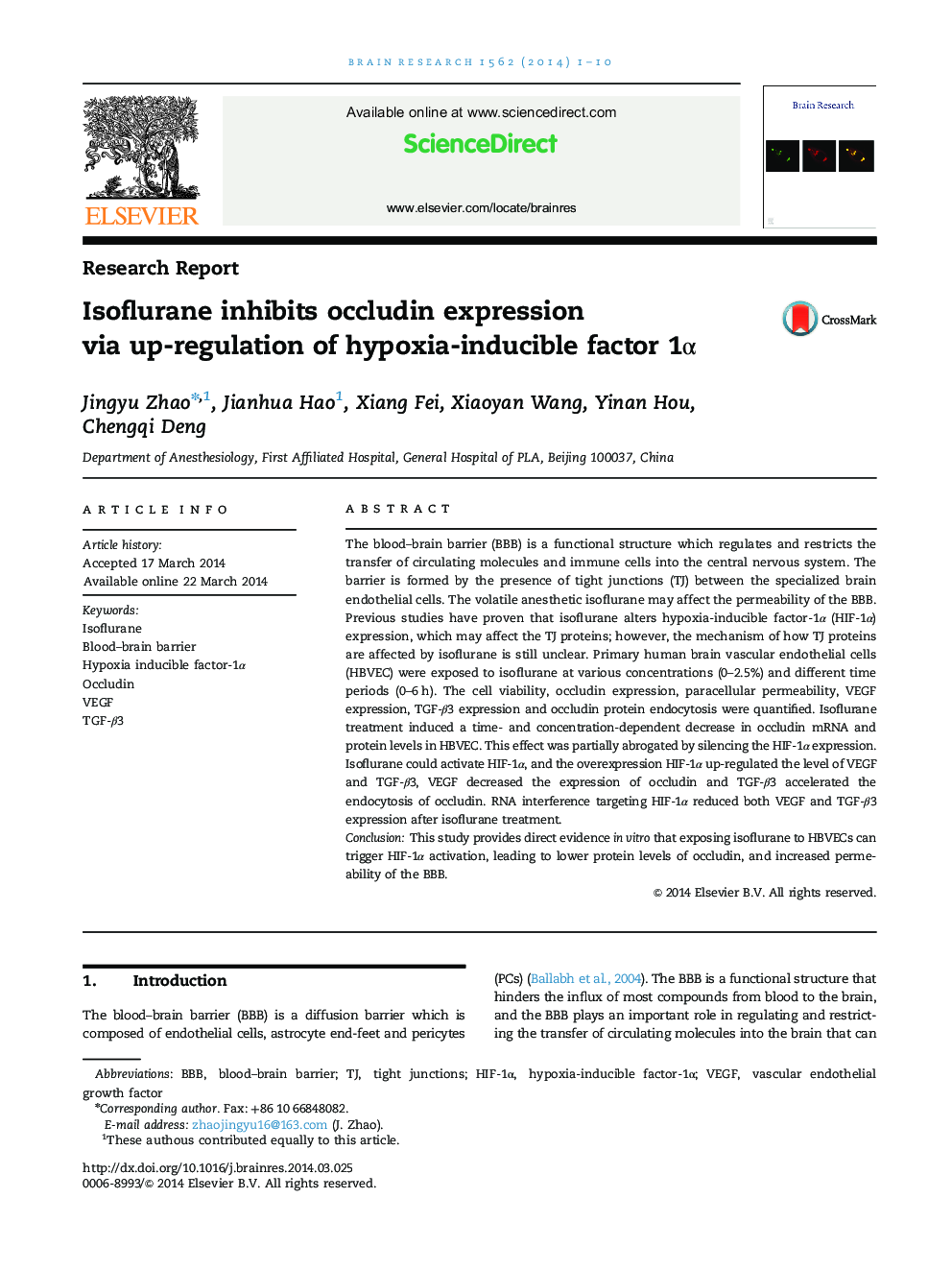 Isoflurane inhibits occludin expression via up-regulation of hypoxia-inducible factor 1α