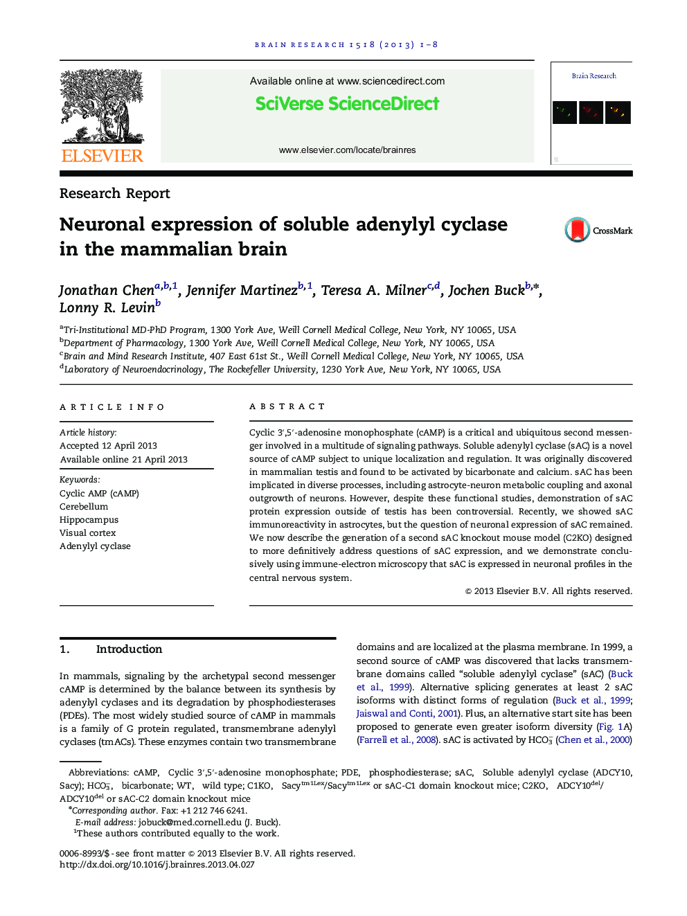 Neuronal expression of soluble adenylyl cyclase in the mammalian brain