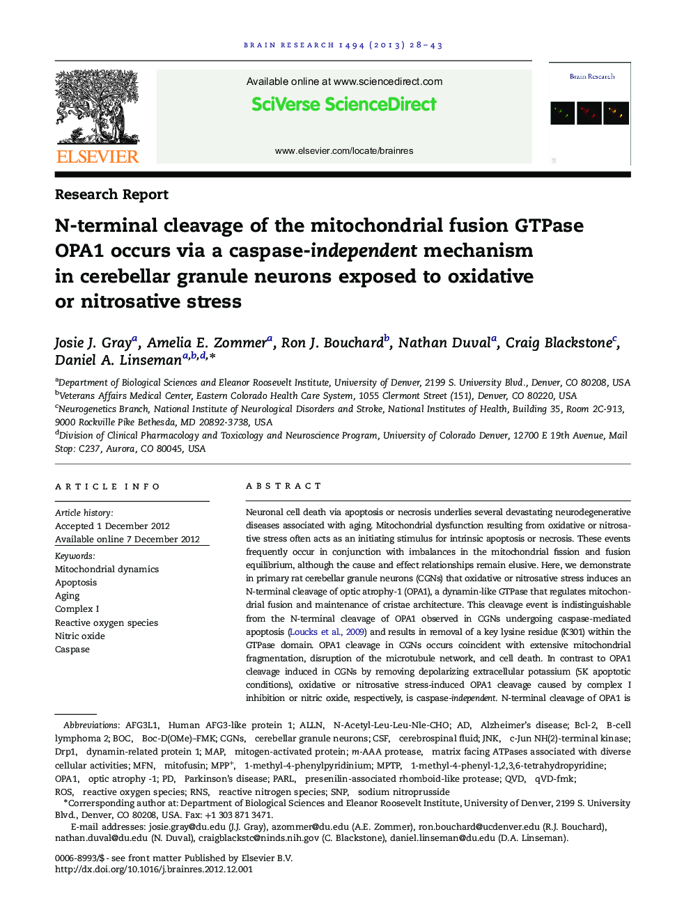 N-terminal cleavage of the mitochondrial fusion GTPase OPA1 occurs via a caspase-independent mechanism in cerebellar granule neurons exposed to oxidative or nitrosative stress