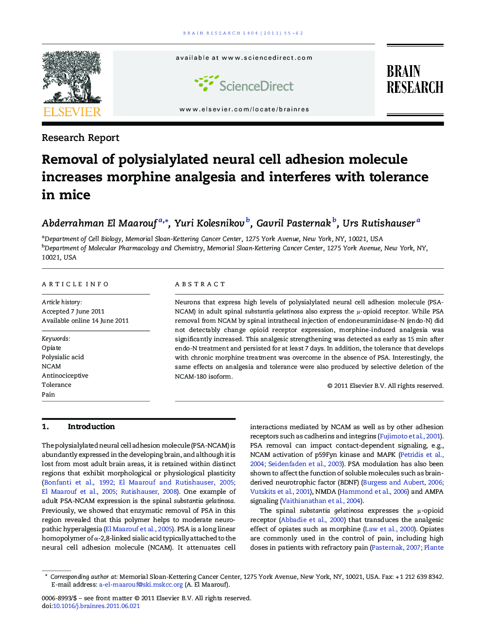 Removal of polysialylated neural cell adhesion molecule increases morphine analgesia and interferes with tolerance in mice