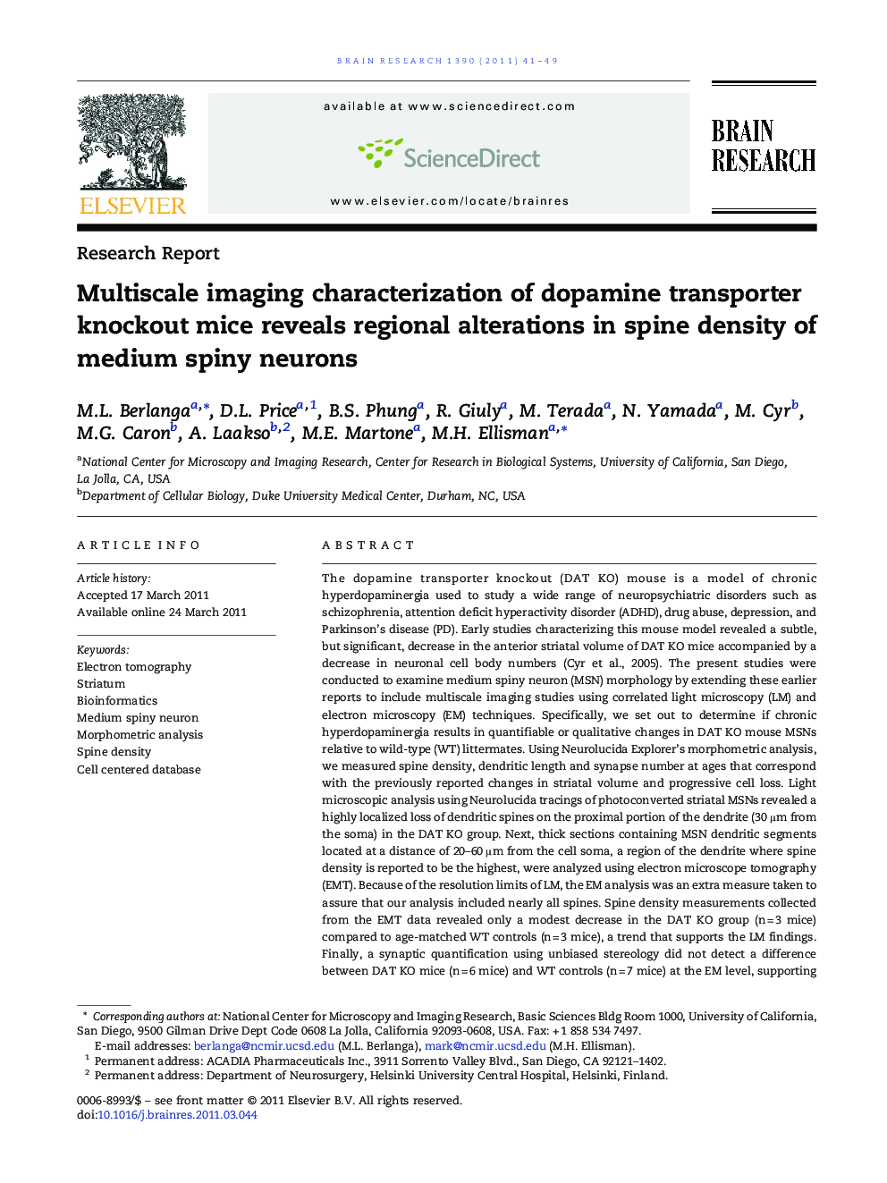 Multiscale imaging characterization of dopamine transporter knockout mice reveals regional alterations in spine density of medium spiny neurons