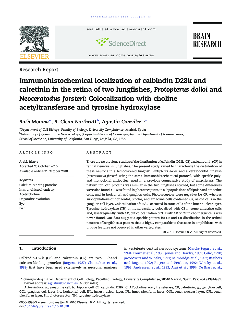 Immunohistochemical localization of calbindin D28k and calretinin in the retina of two lungfishes, Protopterus dolloi and Neoceratodus forsteri: Colocalization with choline acetyltransferase and tyrosine hydroxylase