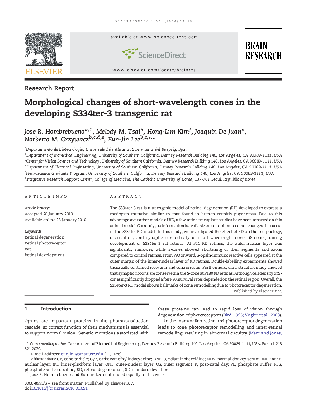 Morphological changes of short-wavelength cones in the developing S334ter-3 transgenic rat