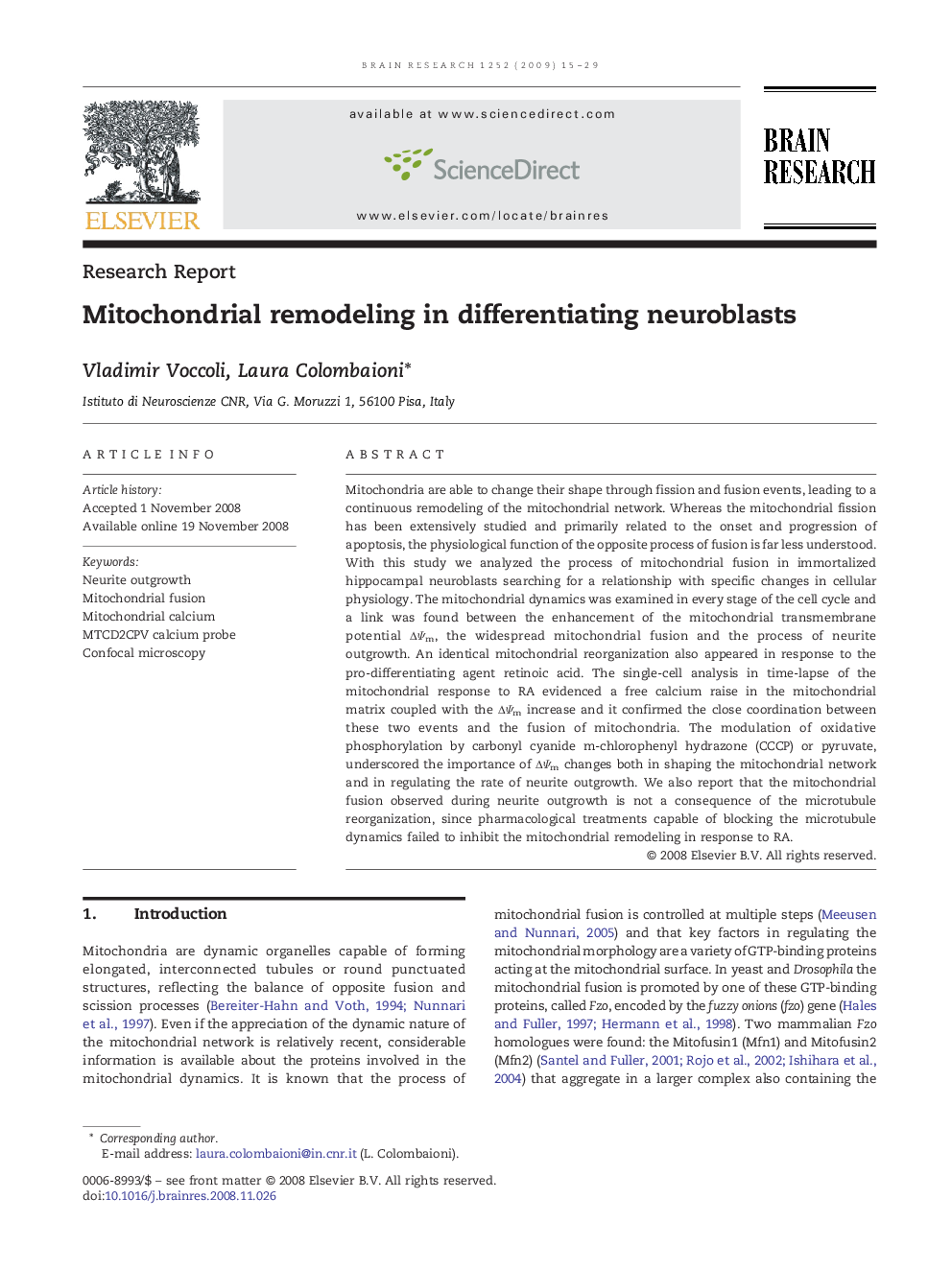 Mitochondrial remodeling in differentiating neuroblasts