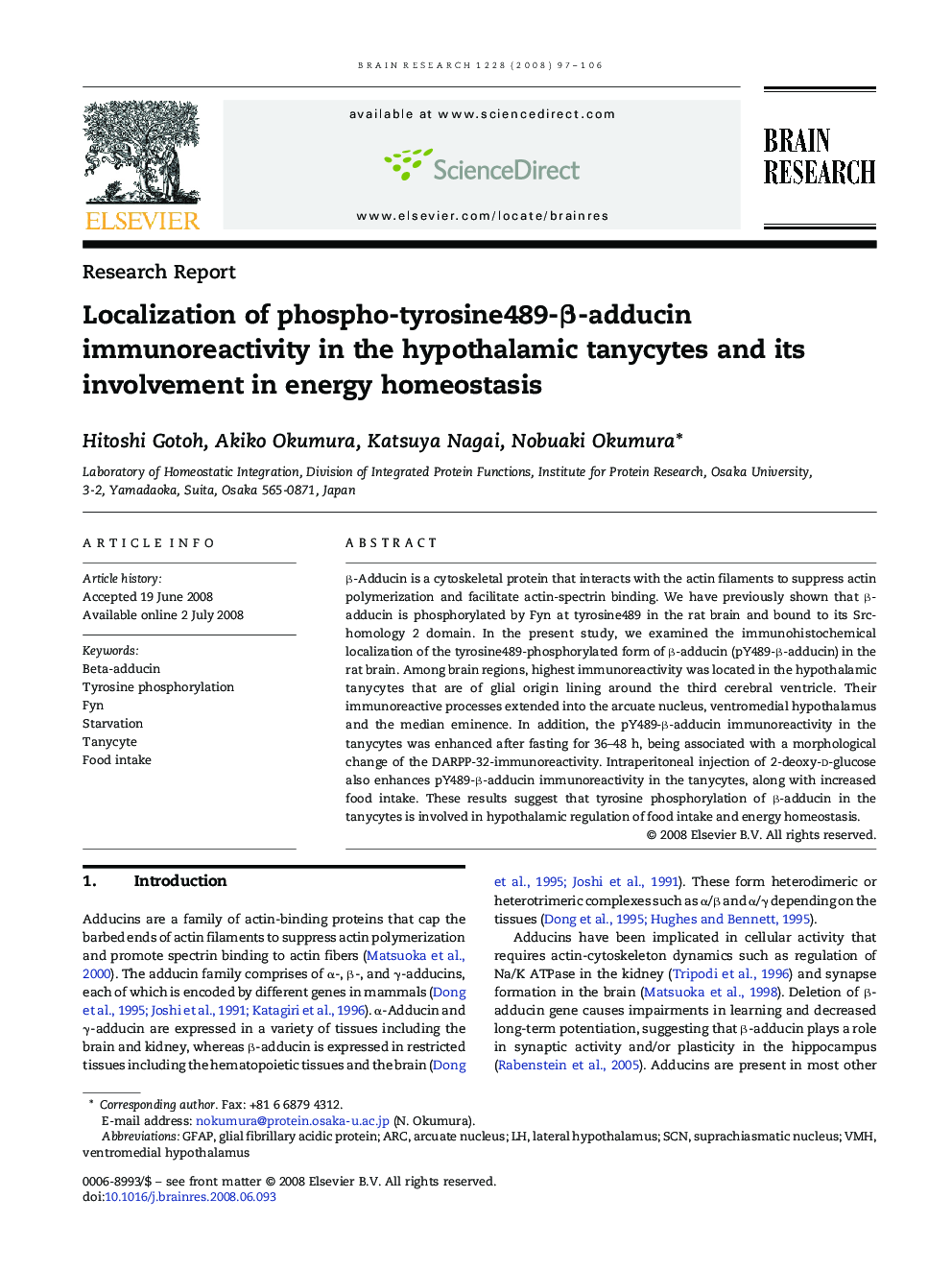 Localization of phospho-tyrosine489-β-adducin immunoreactivity in the hypothalamic tanycytes and its involvement in energy homeostasis