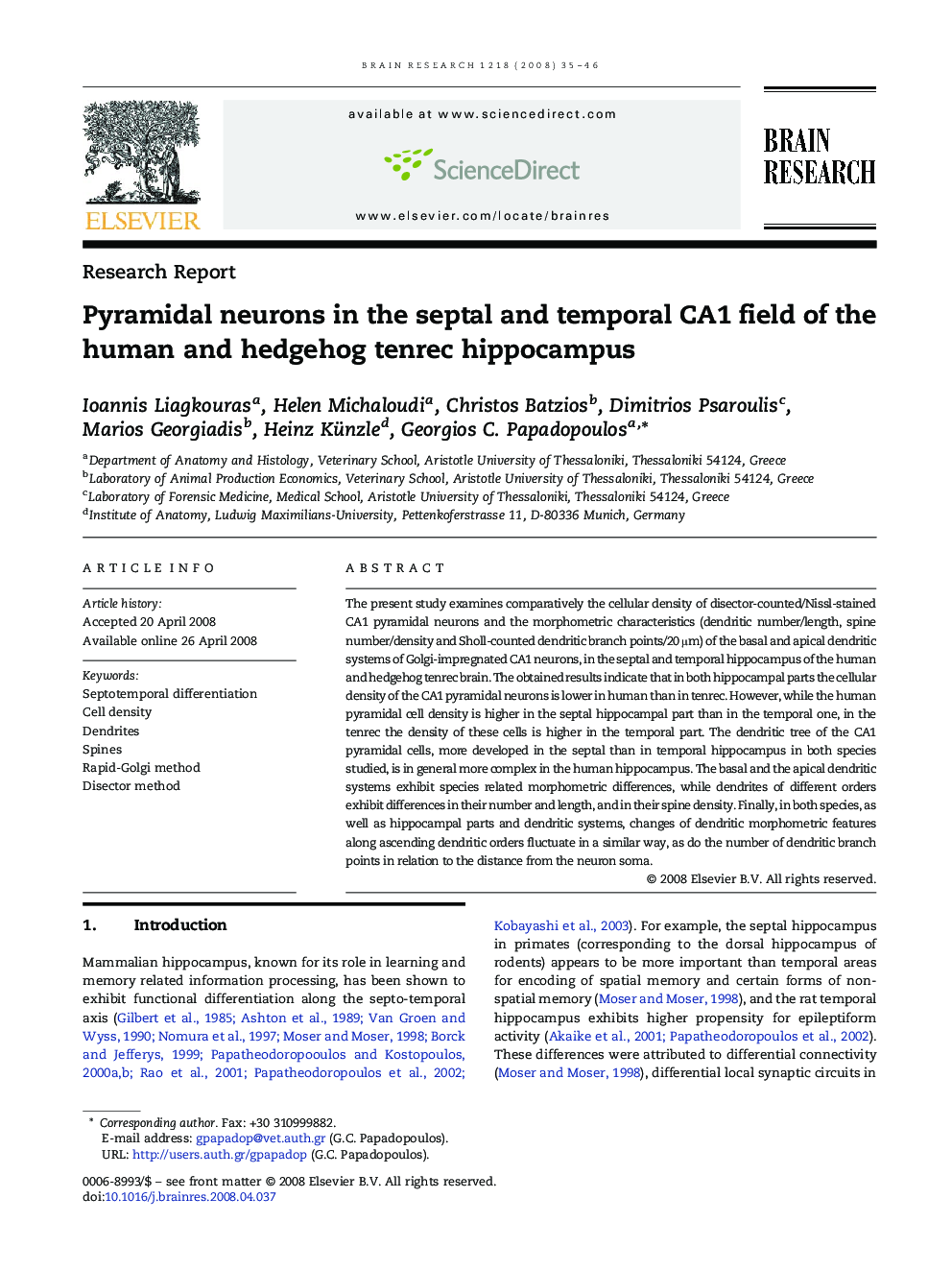 Pyramidal neurons in the septal and temporal CA1 field of the human and hedgehog tenrec hippocampus