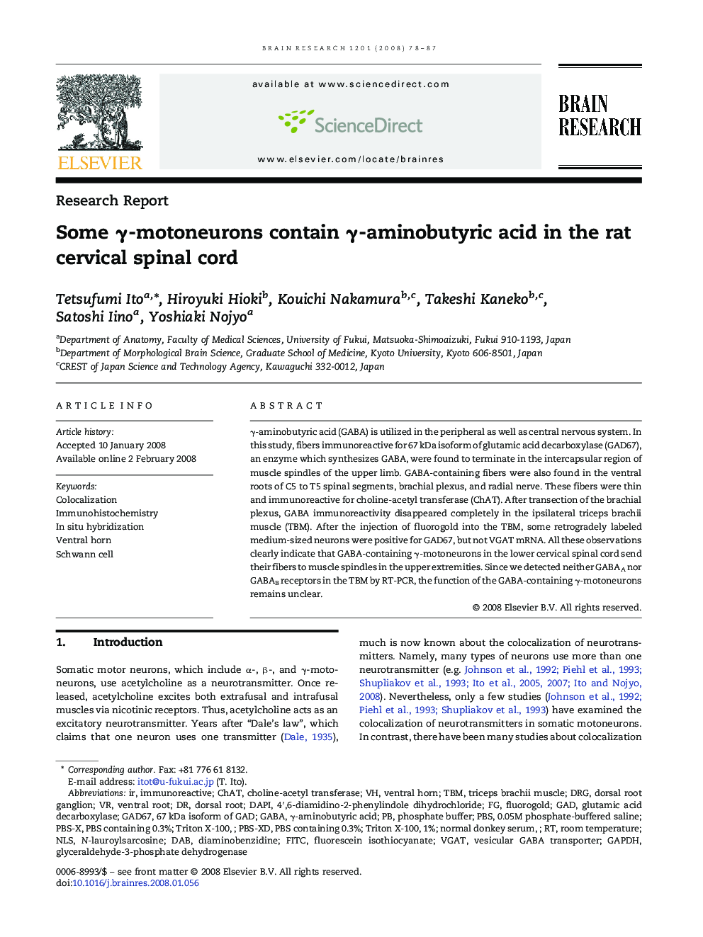 Some γ-motoneurons contain γ-aminobutyric acid in the rat cervical spinal cord