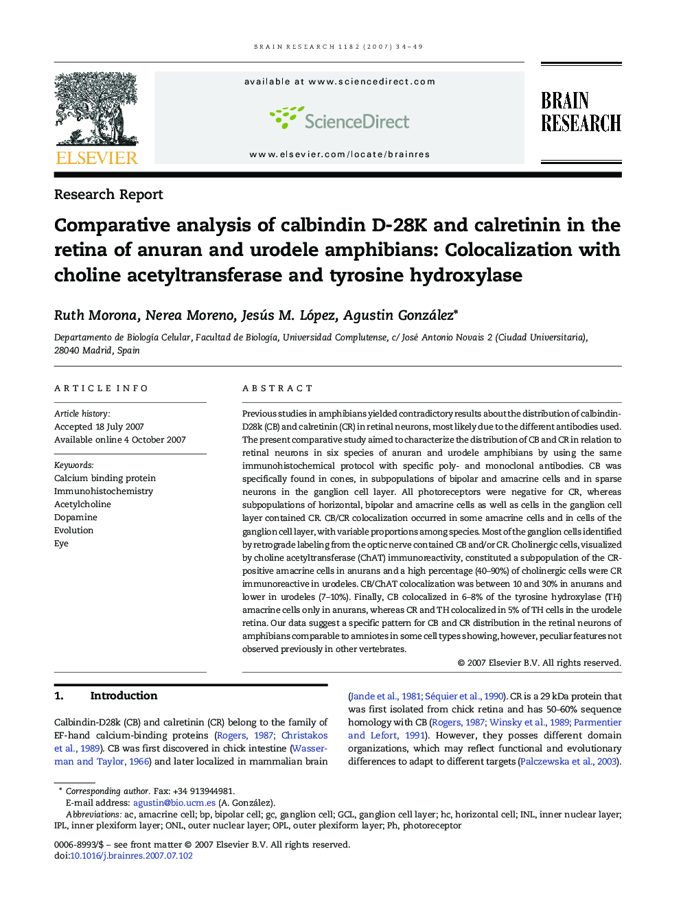 Comparative analysis of calbindin D-28K and calretinin in the retina of anuran and urodele amphibians: Colocalization with choline acetyltransferase and tyrosine hydroxylase