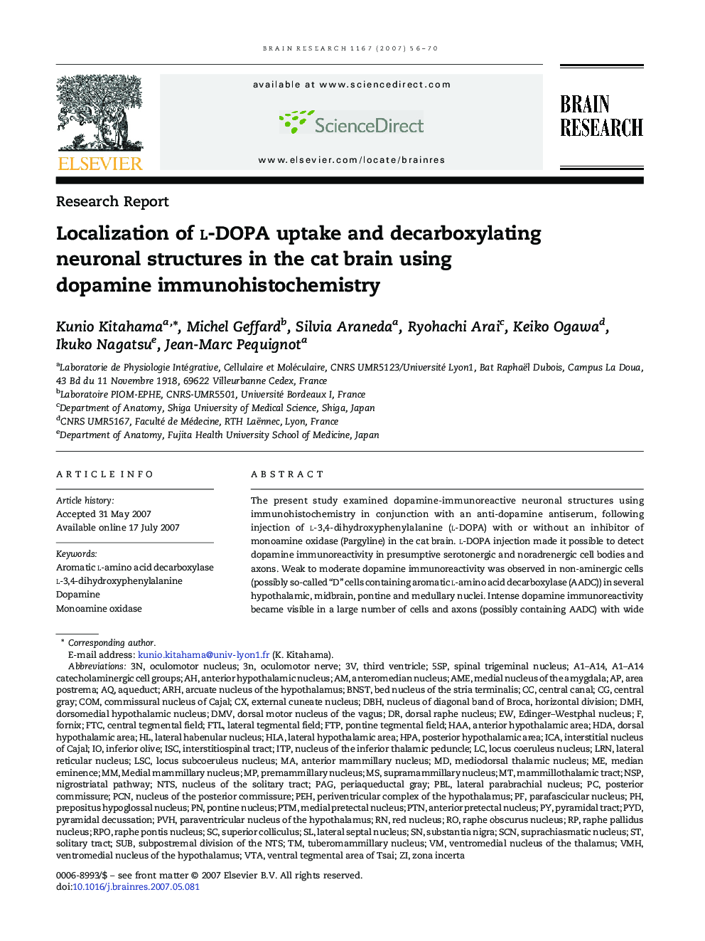 Localization of l-DOPA uptake and decarboxylating neuronal structures in the cat brain using dopamine immunohistochemistry