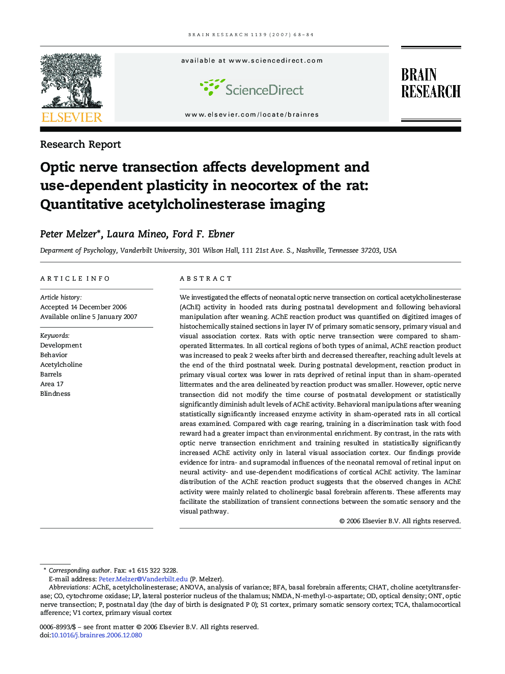 Optic nerve transection affects development and use-dependent plasticity in neocortex of the rat: Quantitative acetylcholinesterase imaging