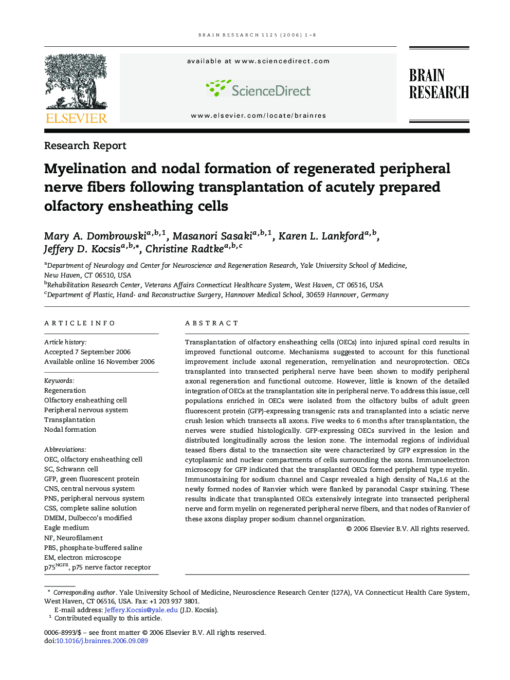 Myelination and nodal formation of regenerated peripheral nerve fibers following transplantation of acutely prepared olfactory ensheathing cells