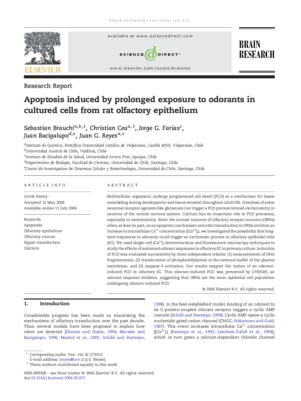 Apoptosis induced by prolonged exposure to odorants in cultured cells from rat olfactory epithelium