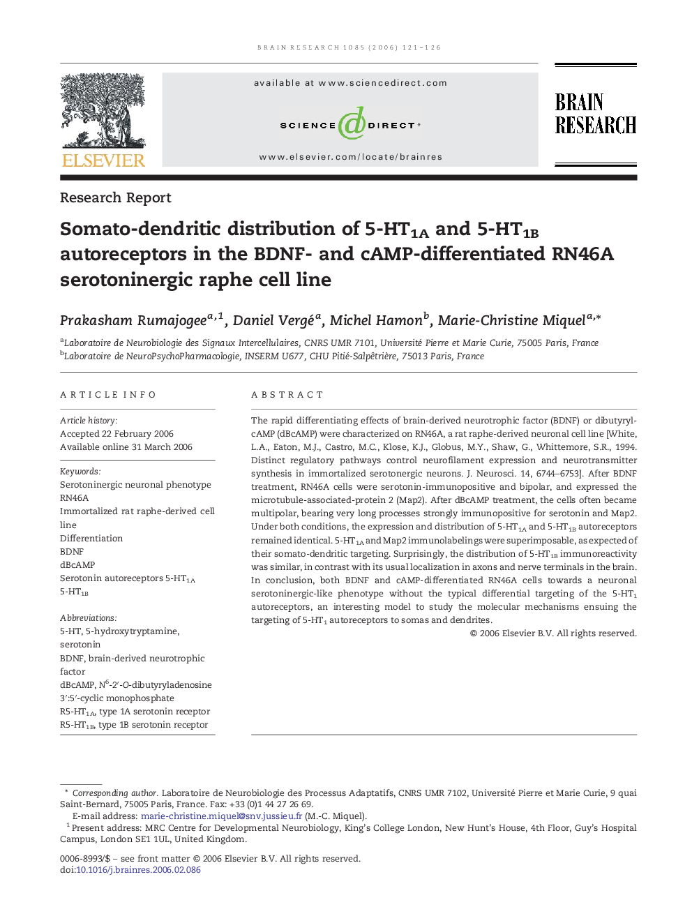 Somato-dendritic distribution of 5-HT1A and 5-HT1B autoreceptors in the BDNF- and cAMP-differentiated RN46A serotoninergic raphe cell line