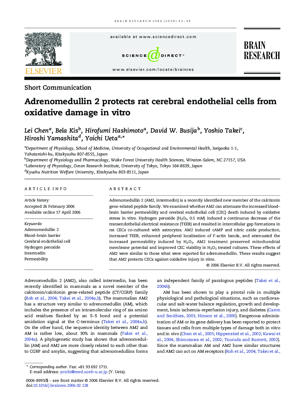 Adrenomedullin 2 protects rat cerebral endothelial cells from oxidative damage in vitro