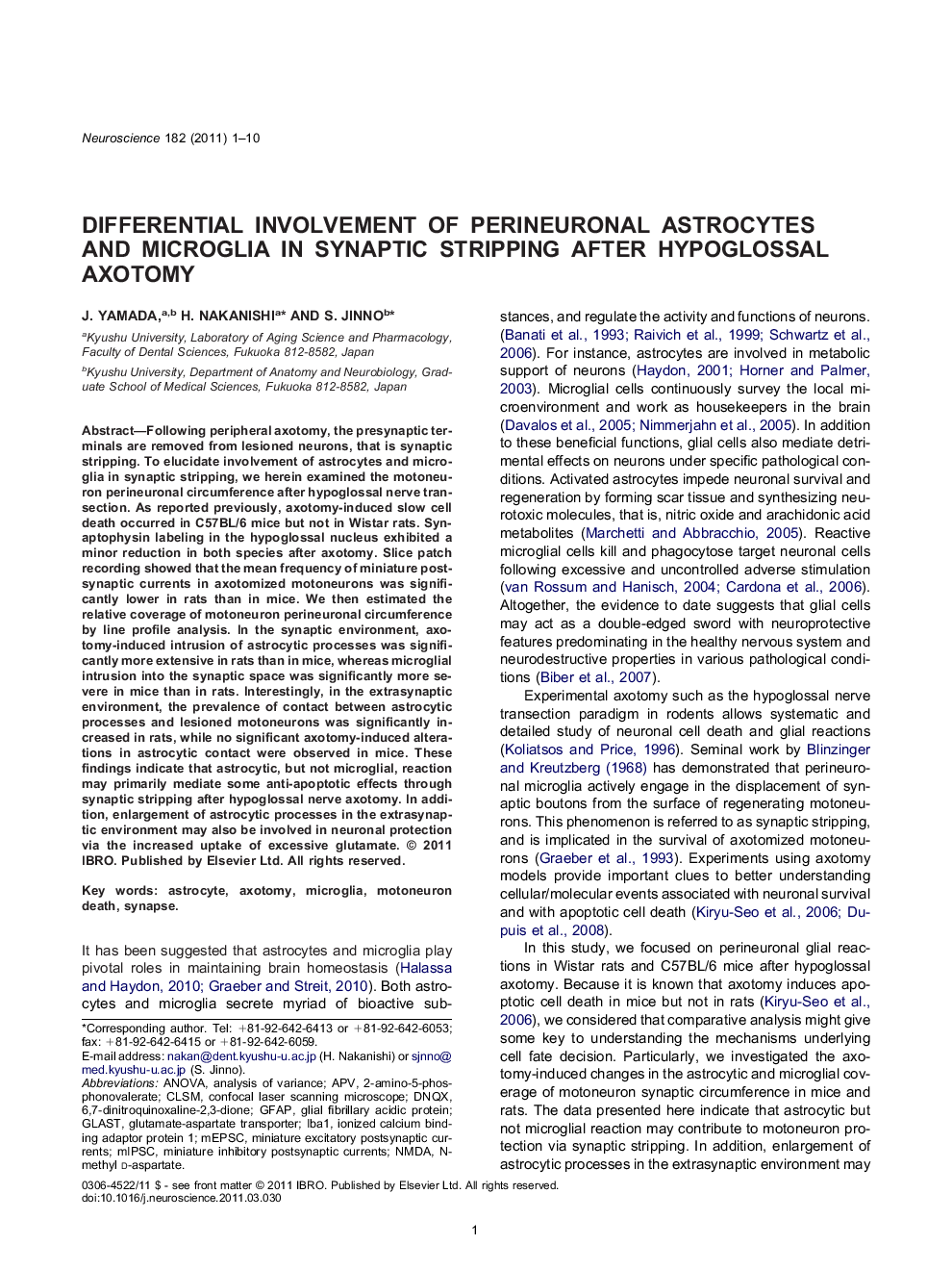 Differential involvement of perineuronal astrocytes and microglia in synaptic stripping after hypoglossal axotomy