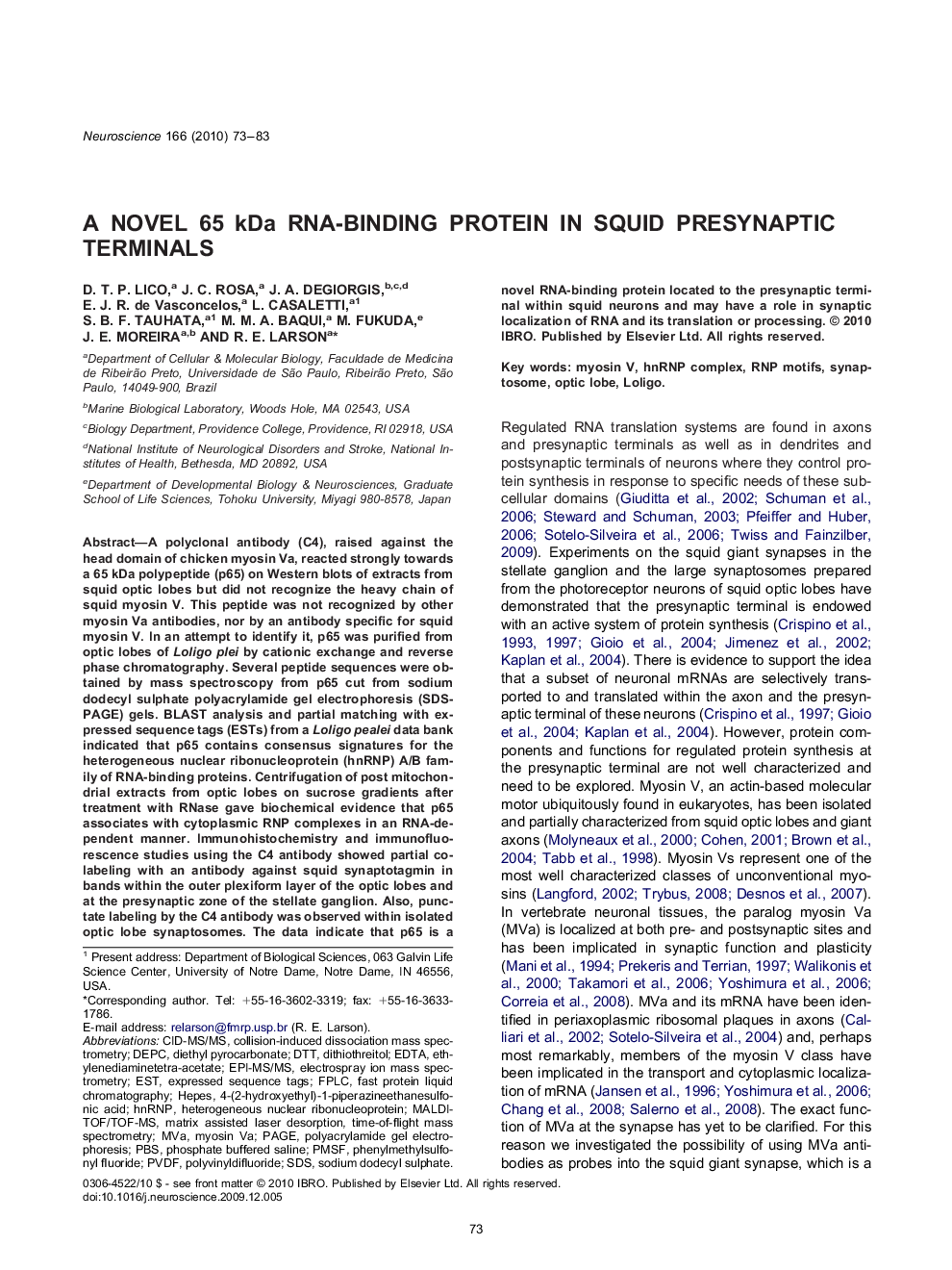 A novel 65 kDa RNA-binding protein in squid presynaptic terminals