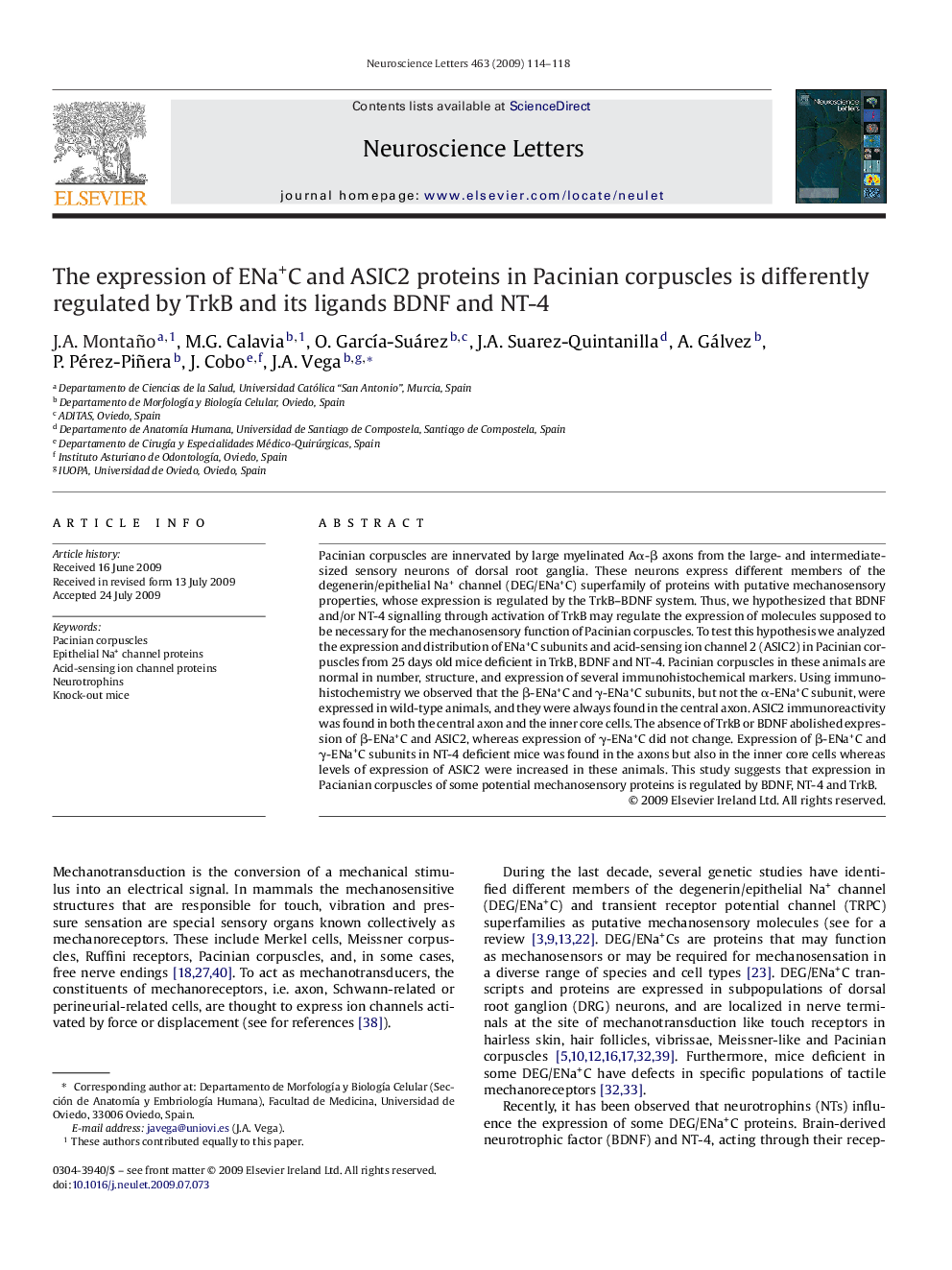 The expression of ENa+C and ASIC2 proteins in Pacinian corpuscles is differently regulated by TrkB and its ligands BDNF and NT-4