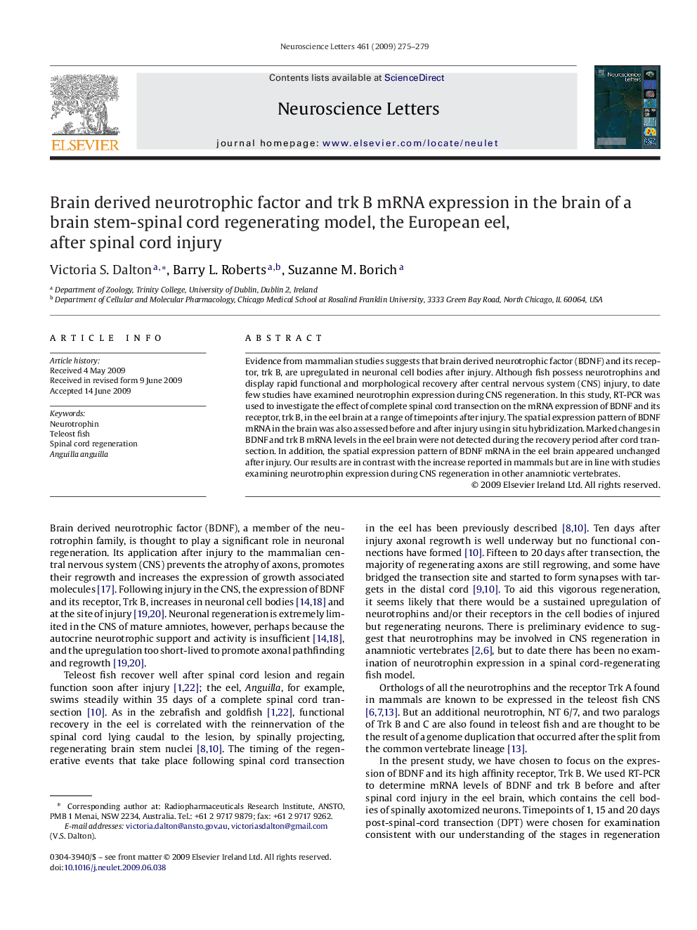 Brain derived neurotrophic factor and trk B mRNA expression in the brain of a brain stem-spinal cord regenerating model, the European eel, after spinal cord injury