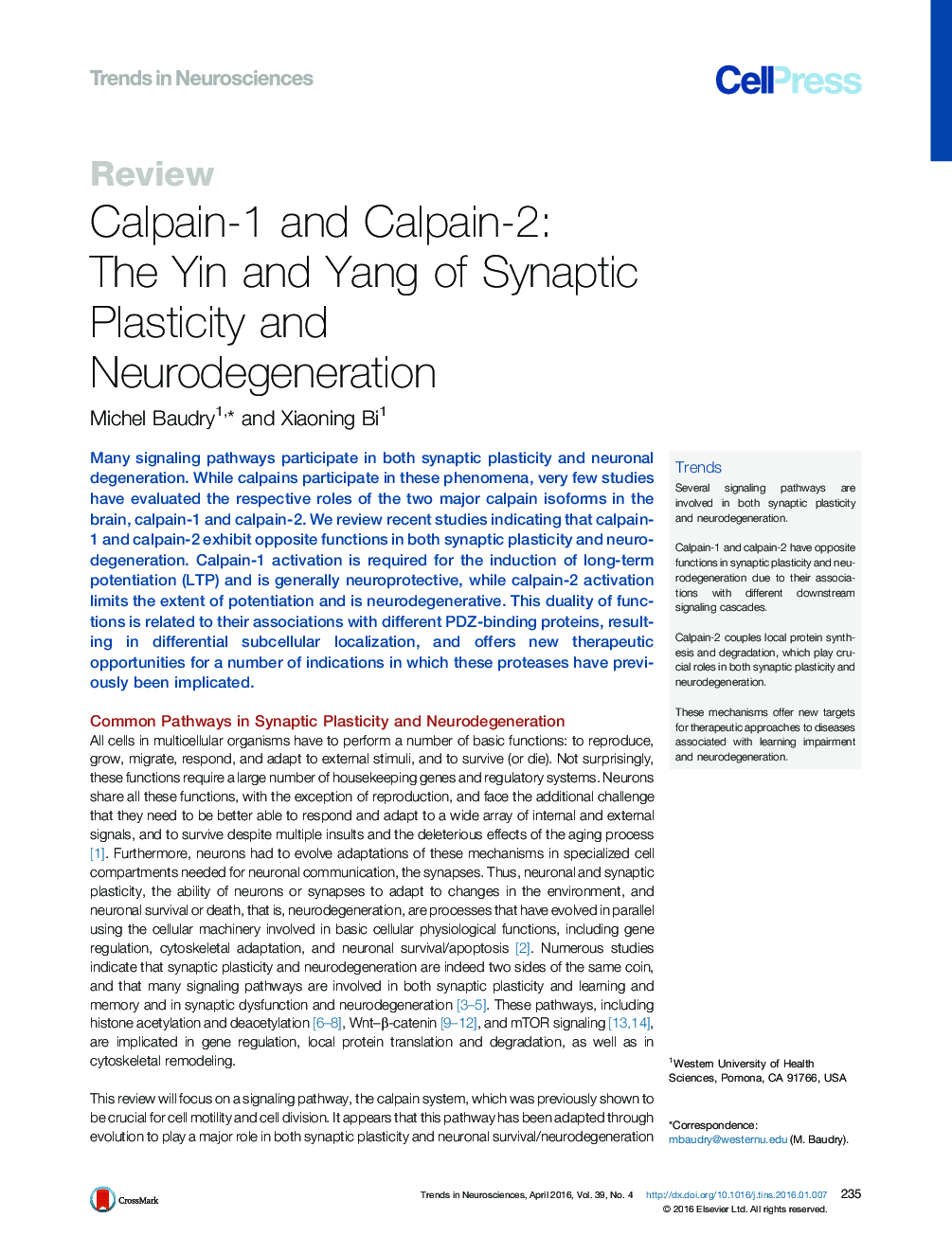 Calpain-1 and Calpain-2: The Yin and Yang of Synaptic Plasticity and Neurodegeneration