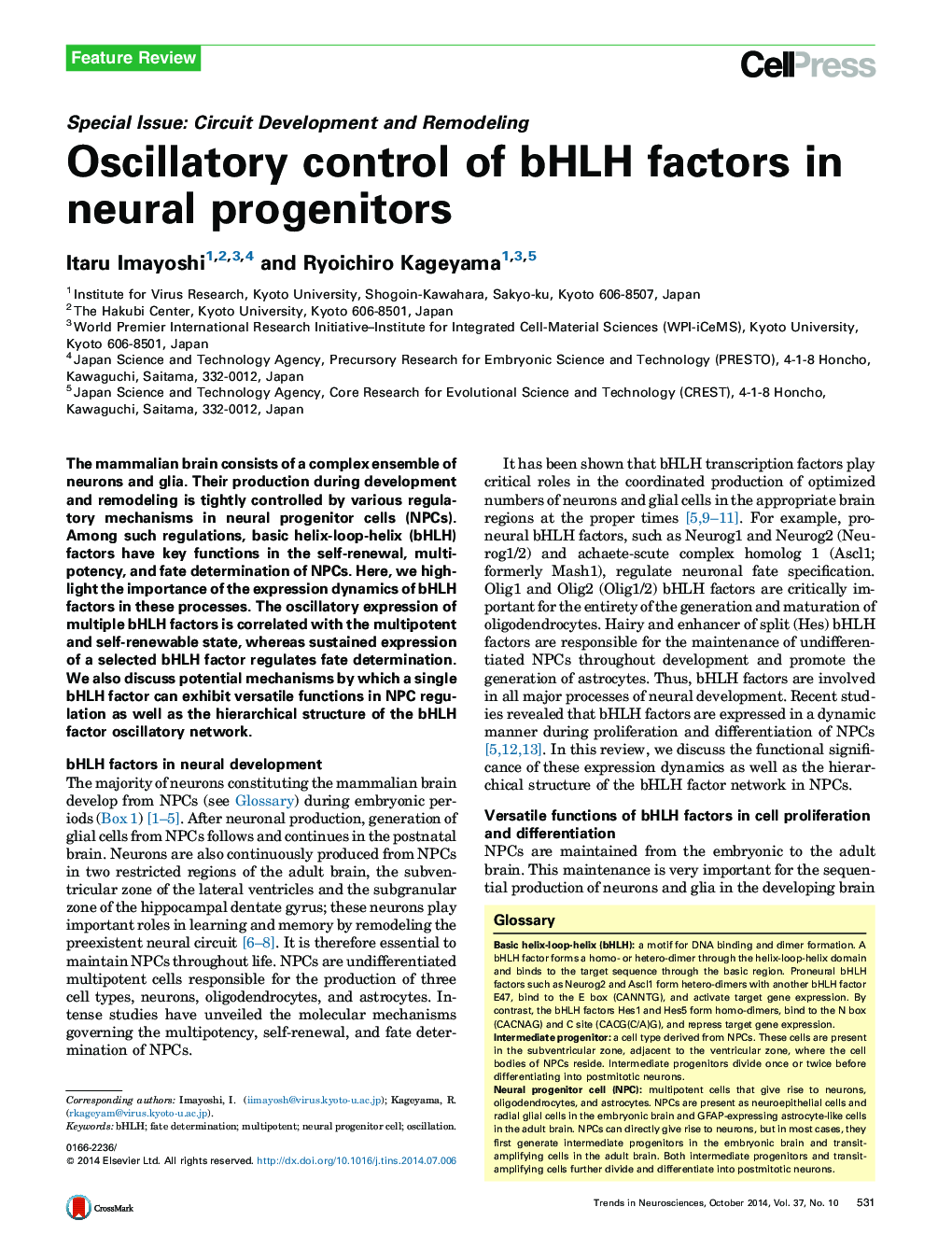 Oscillatory control of bHLH factors in neural progenitors
