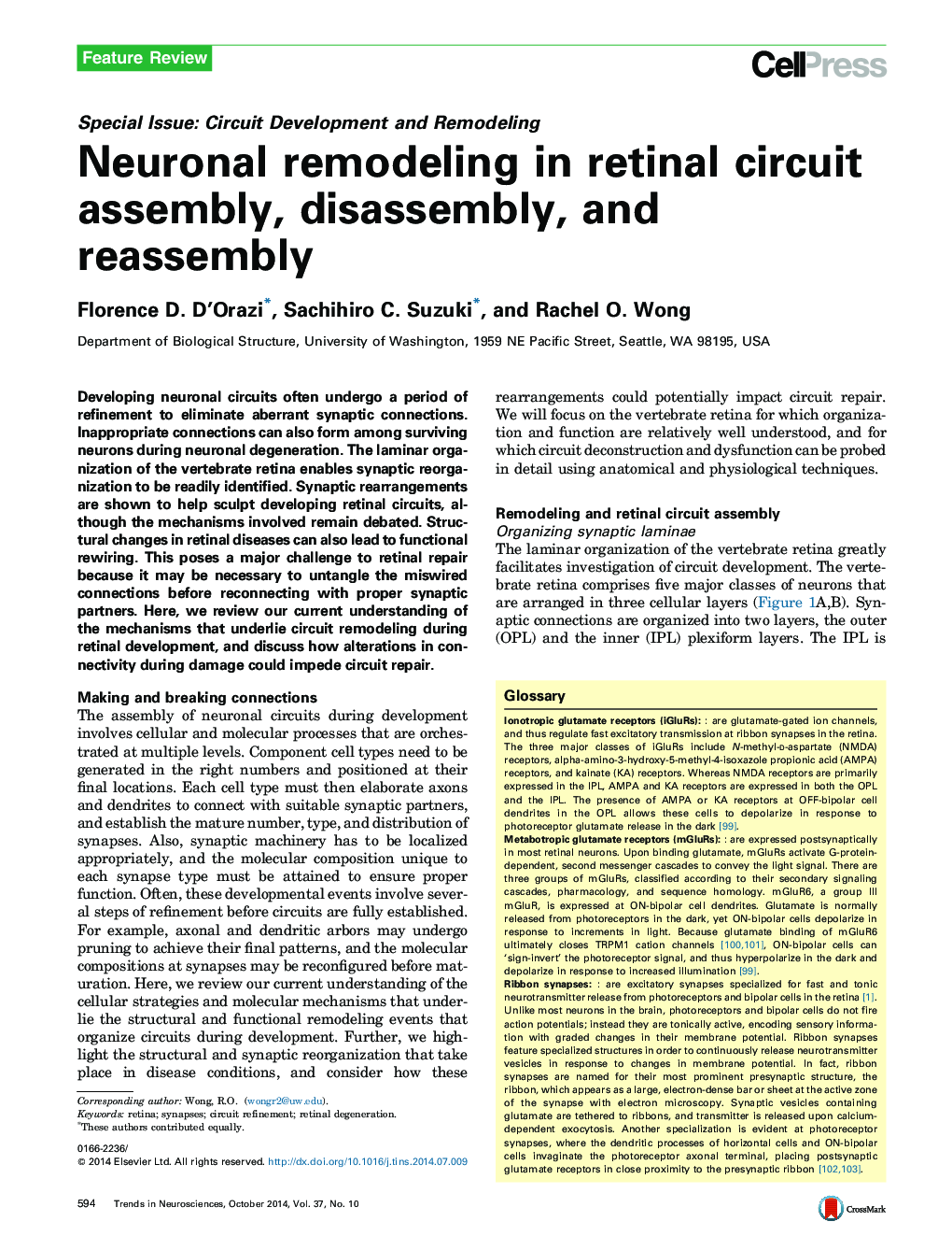 Neuronal remodeling in retinal circuit assembly, disassembly, and reassembly