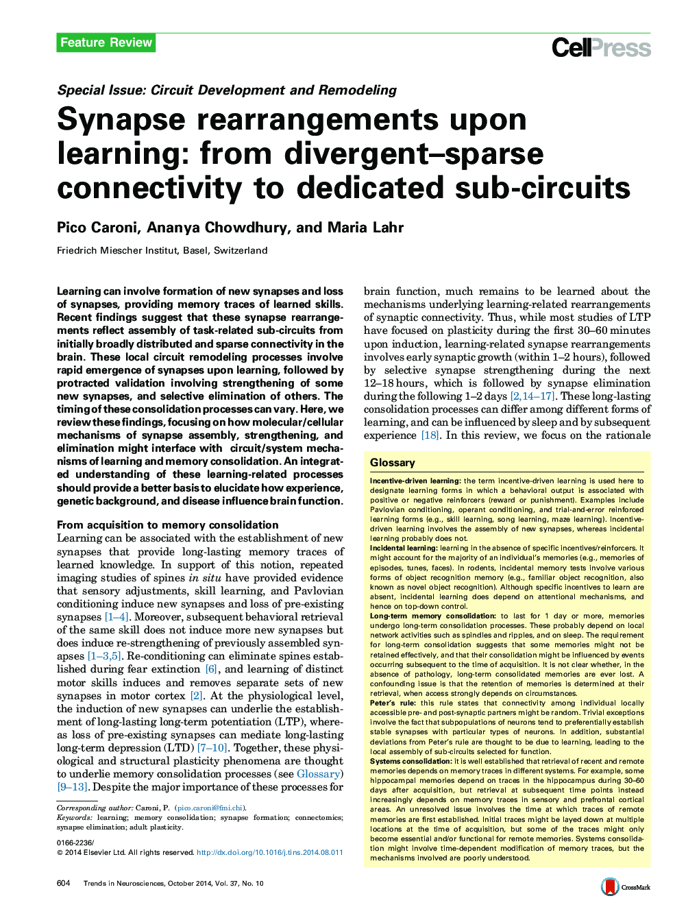 Synapse rearrangements upon learning: from divergent–sparse connectivity to dedicated sub-circuits