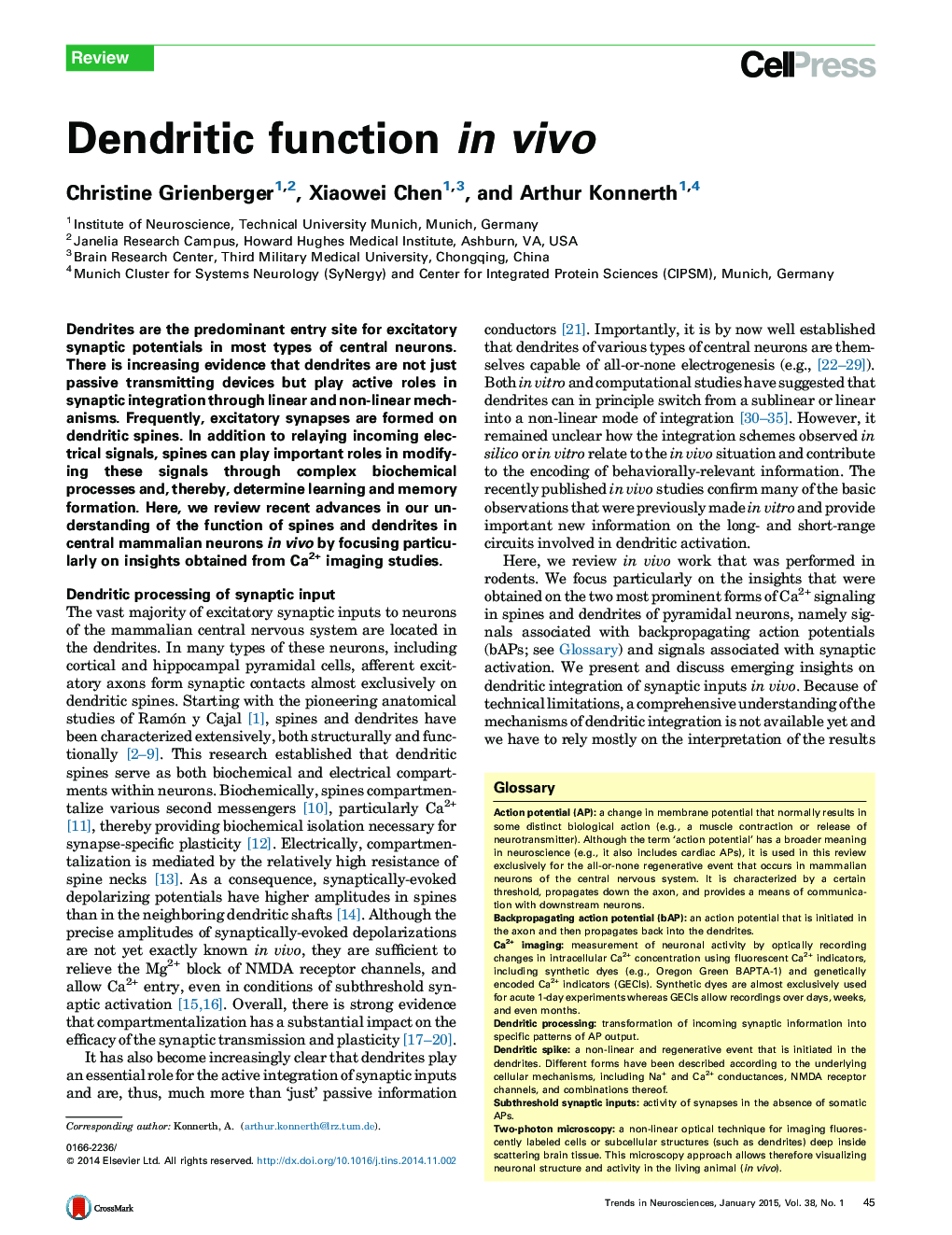 Dendritic function in vivo