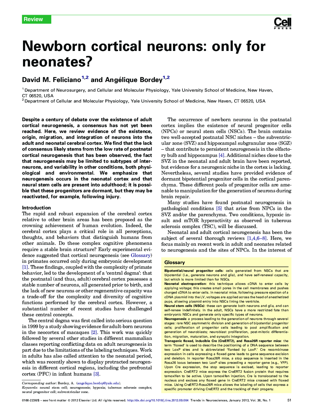 Newborn cortical neurons: only for neonates?