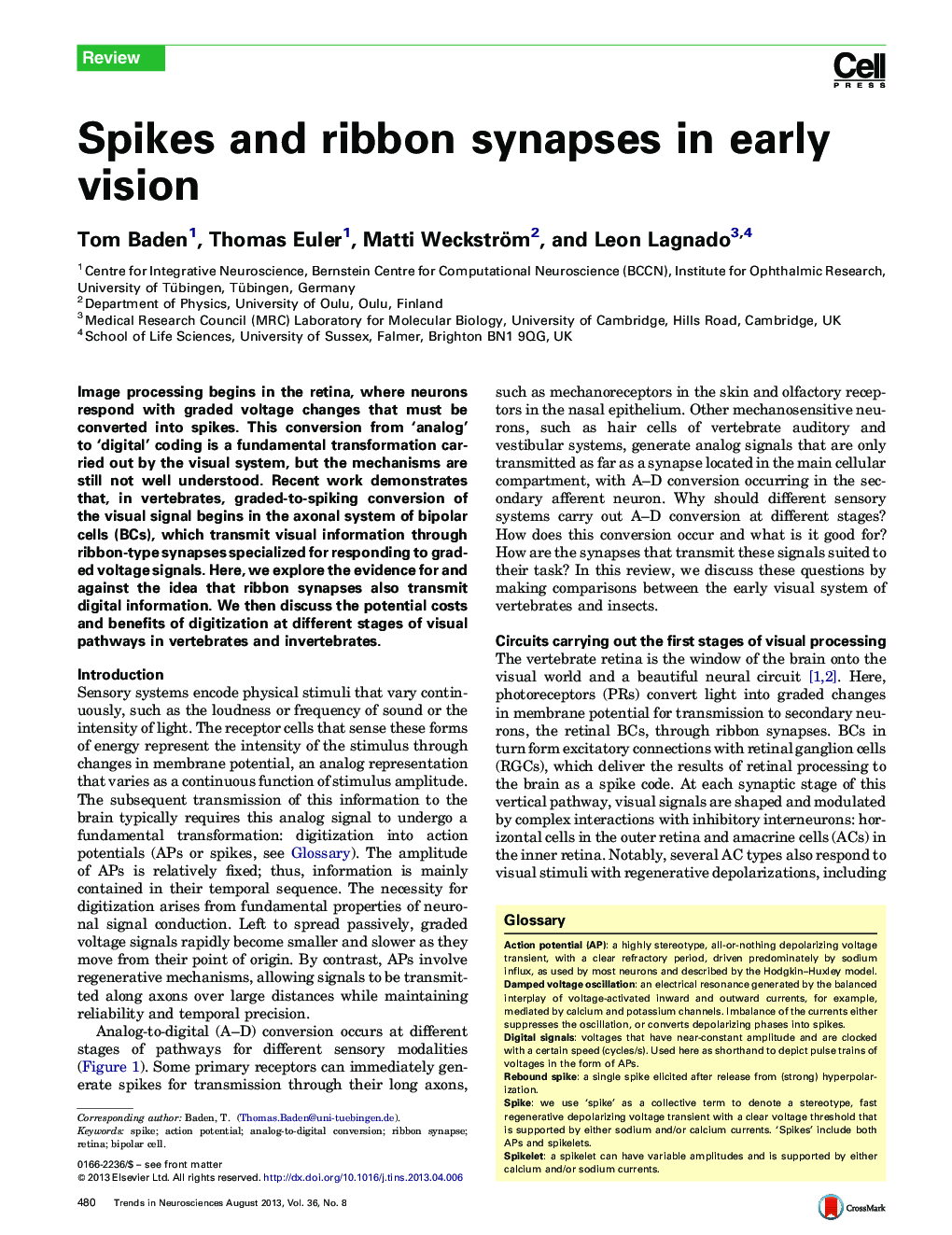 Spikes and ribbon synapses in early vision