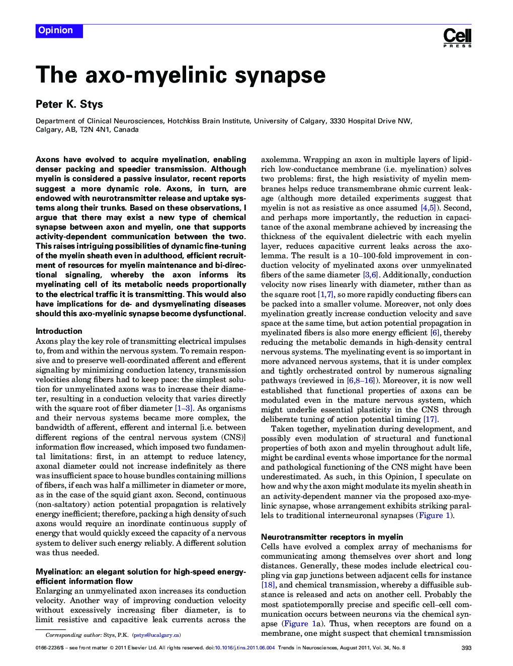 The axo-myelinic synapse