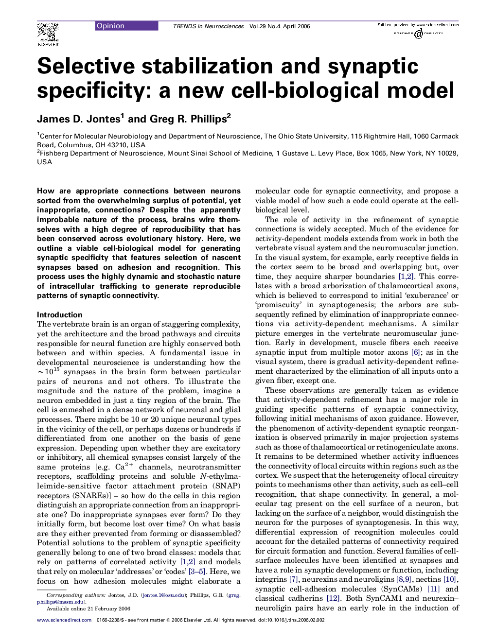 Selective stabilization and synaptic specificity: a new cell-biological model