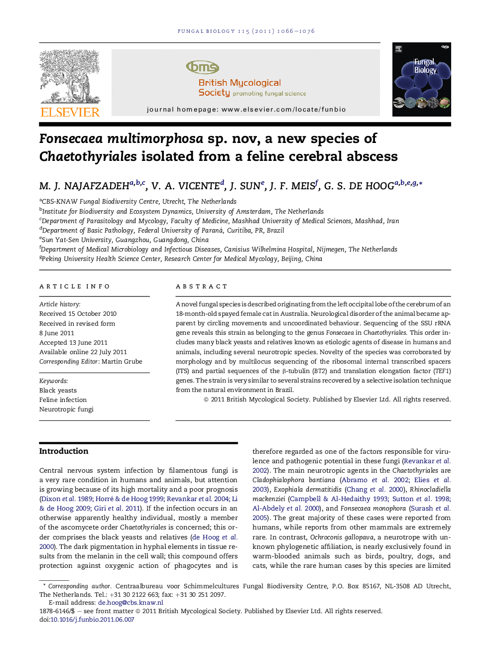 Fonsecaea multimorphosa sp. nov, a new species of Chaetothyriales isolated from a feline cerebral abscess