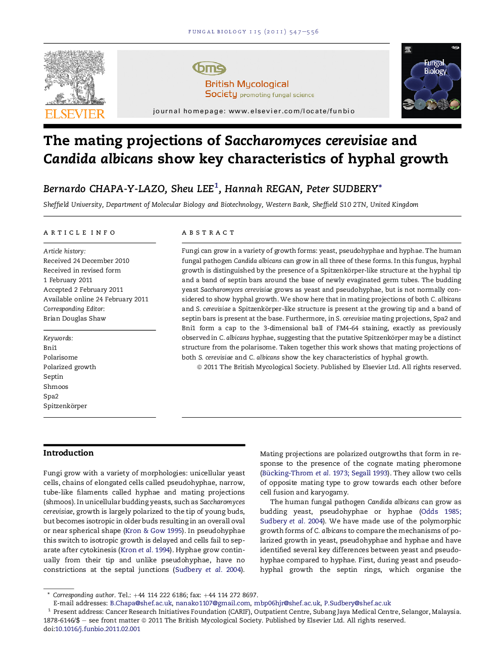 The mating projections of Saccharomyces cerevisiae and Candida albicans show key characteristics of hyphal growth