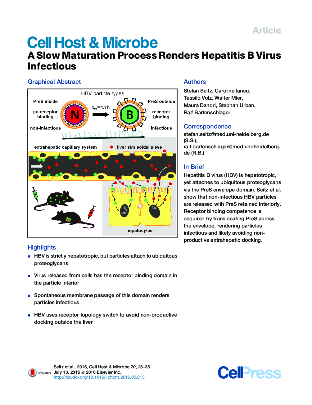 A Slow Maturation Process Renders Hepatitis B Virus Infectious
