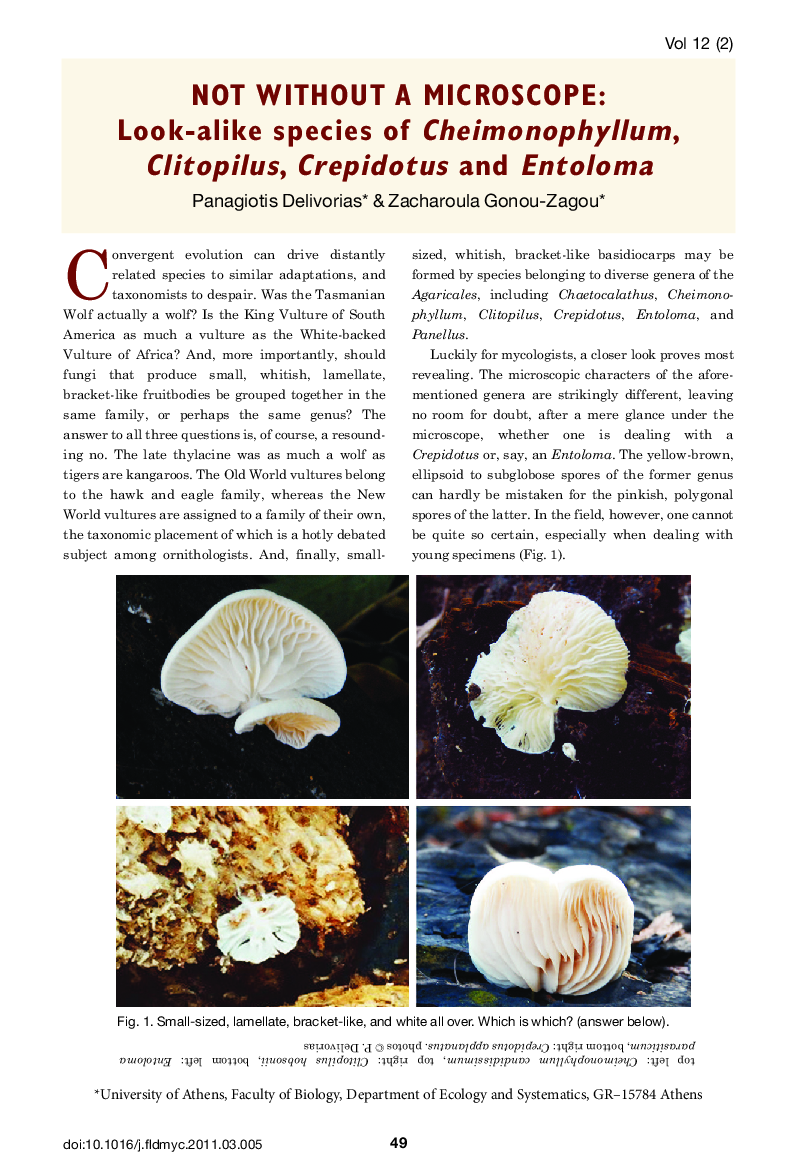 NOT WITHOUT A MICROSCOPE: Look-alike species of Cheimonophyllum, Clitopilus, Crepidotus and Entoloma