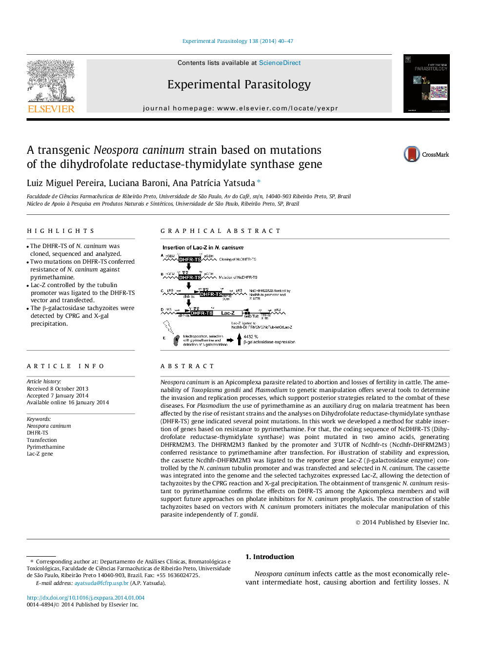 A transgenic Neospora caninum strain based on mutations of the dihydrofolate reductase-thymidylate synthase gene