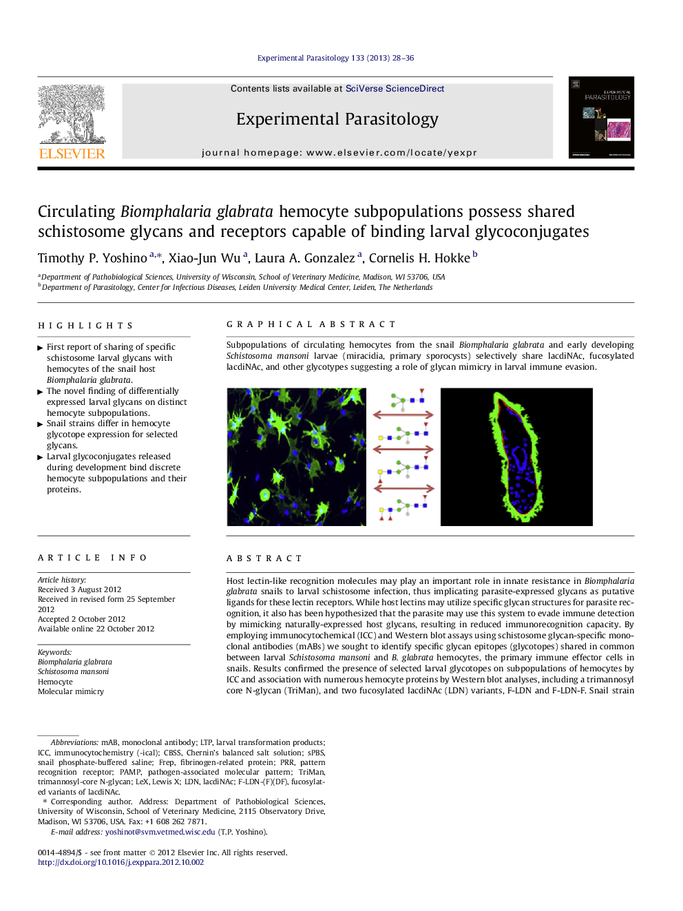Circulating Biomphalaria glabrata hemocyte subpopulations possess shared schistosome glycans and receptors capable of binding larval glycoconjugates