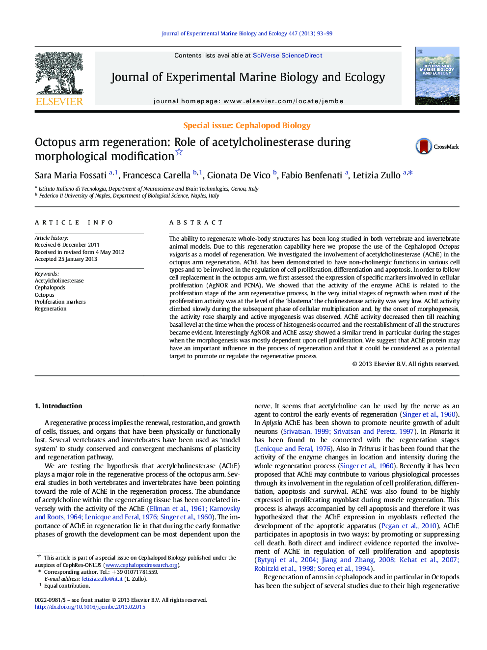 Octopus arm regeneration: Role of acetylcholinesterase during morphological modification 