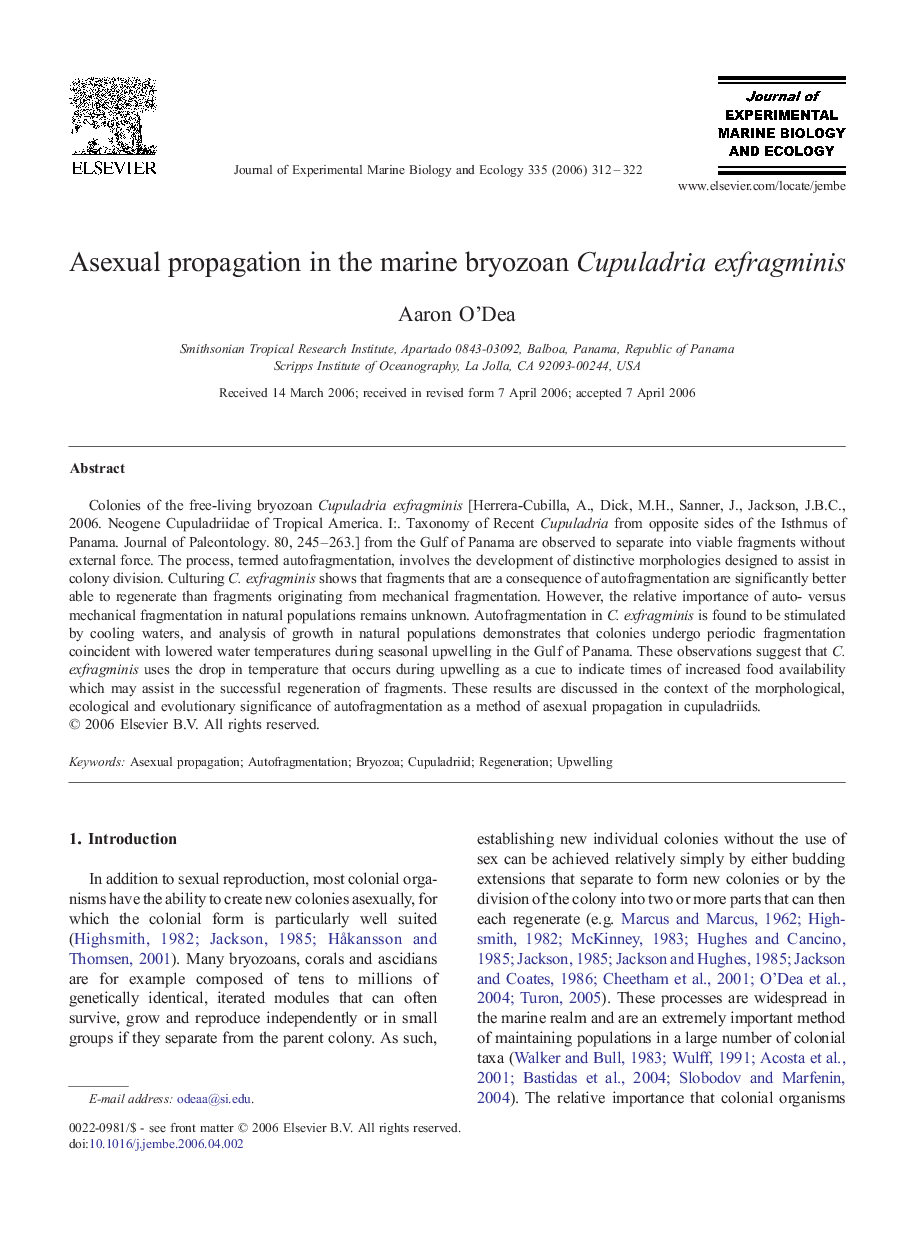 Asexual propagation in the marine bryozoan Cupuladria exfragminis