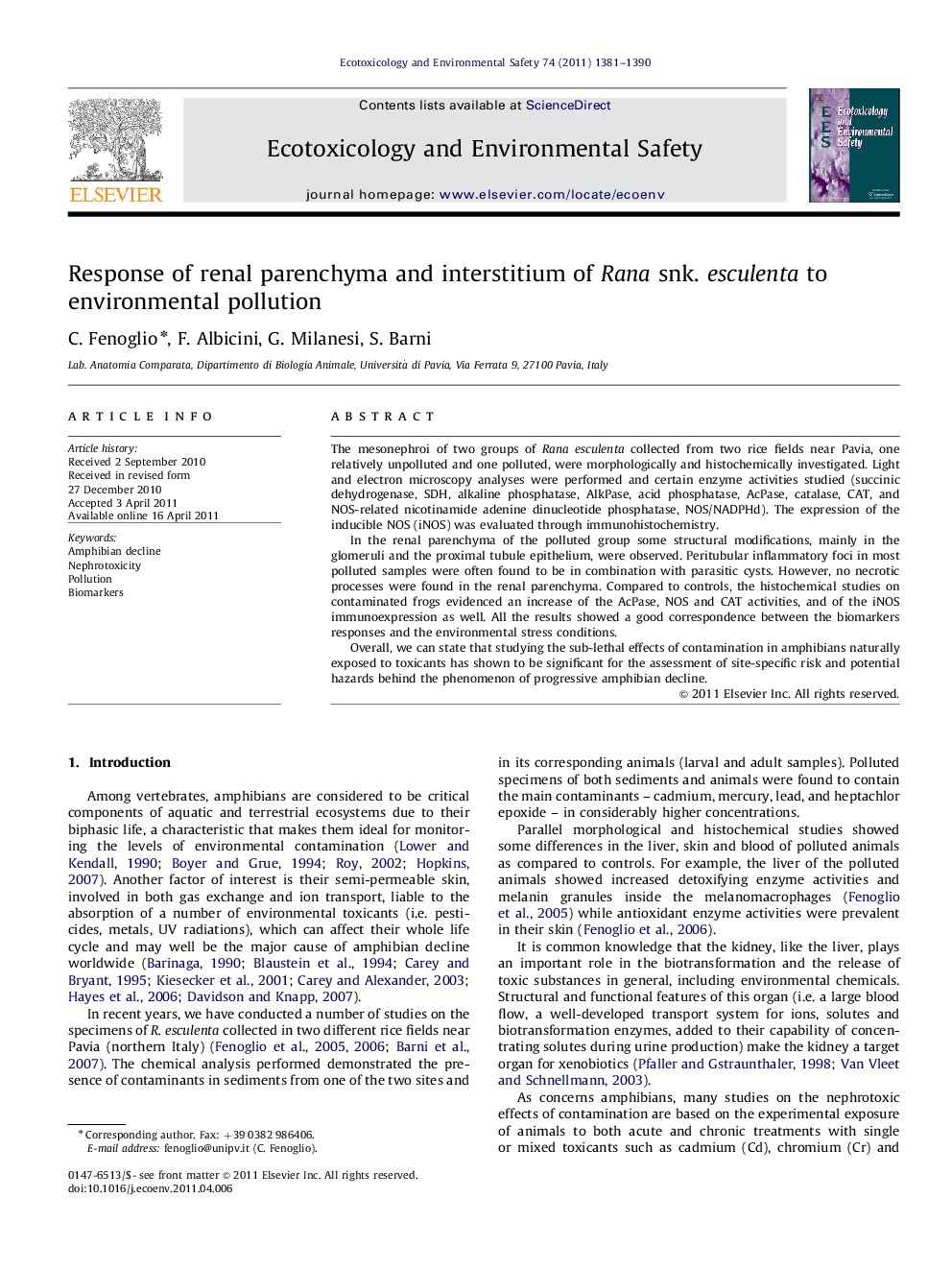 Response of renal parenchyma and interstitium of Rana snk. esculenta to environmental pollution