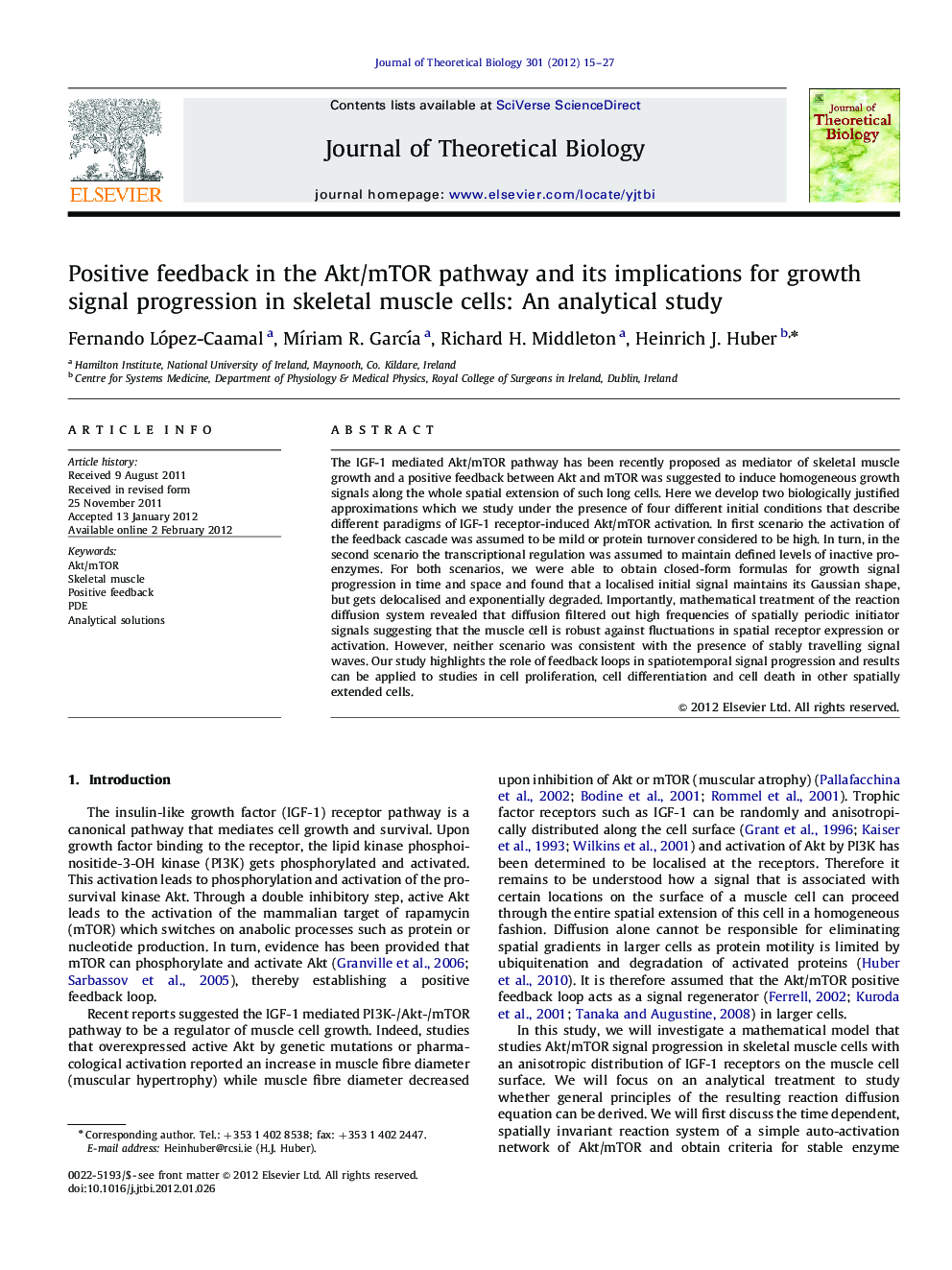 Positive feedback in the Akt/mTOR pathway and its implications for growth signal progression in skeletal muscle cells: An analytical study