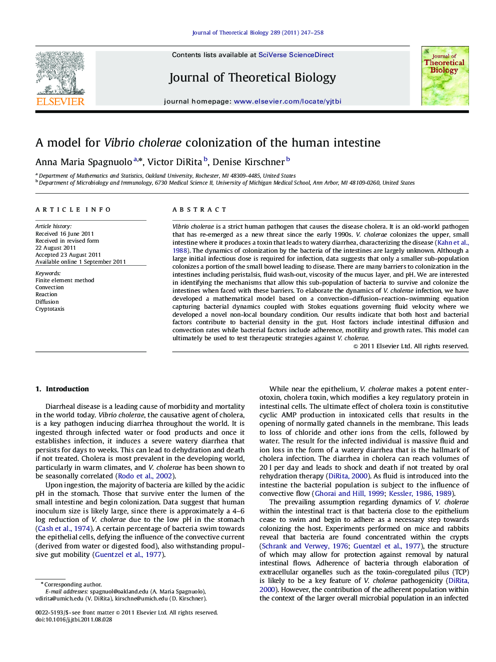 A model for Vibrio cholerae colonization of the human intestine