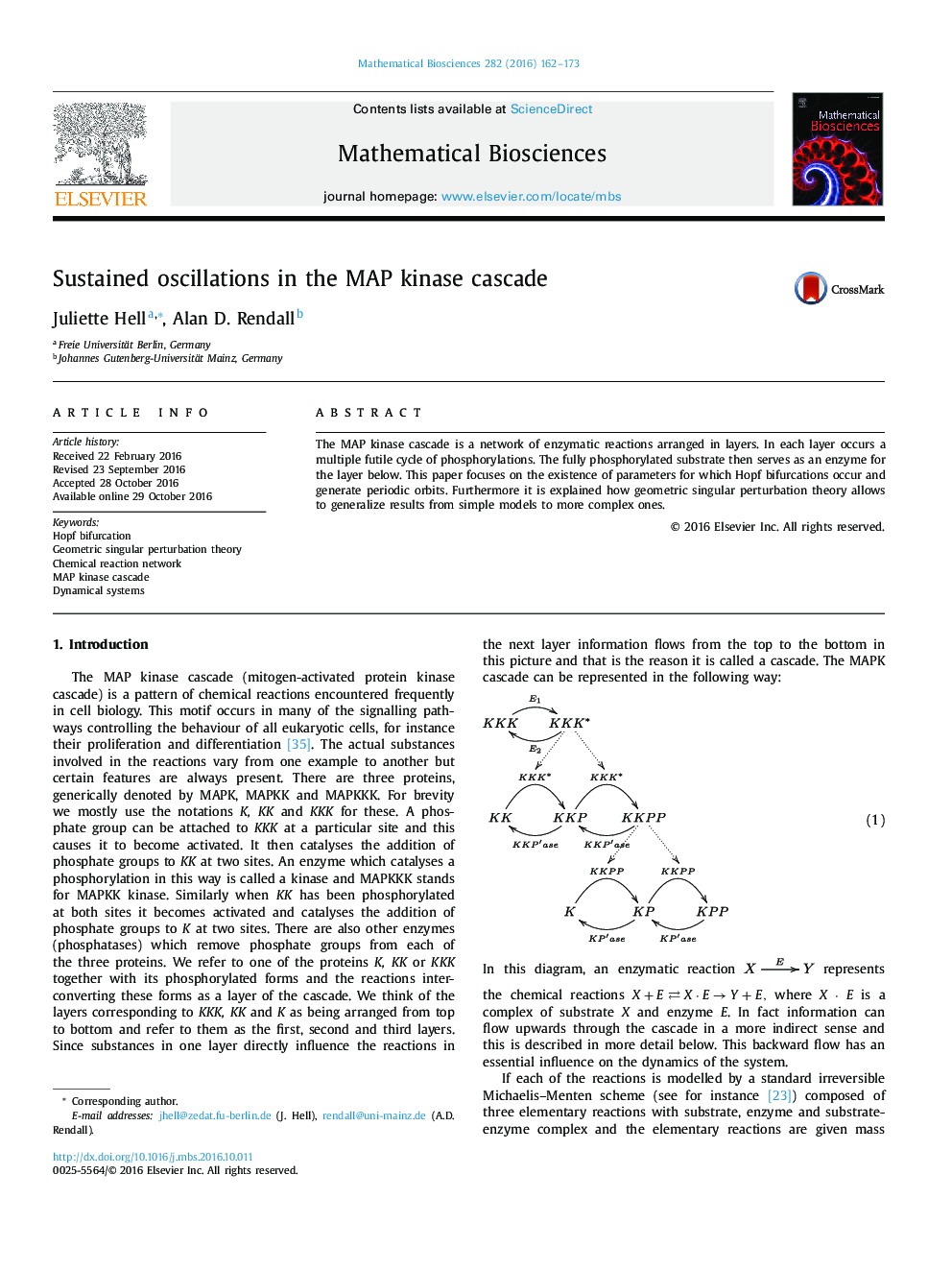 Sustained oscillations in the MAP kinase cascade