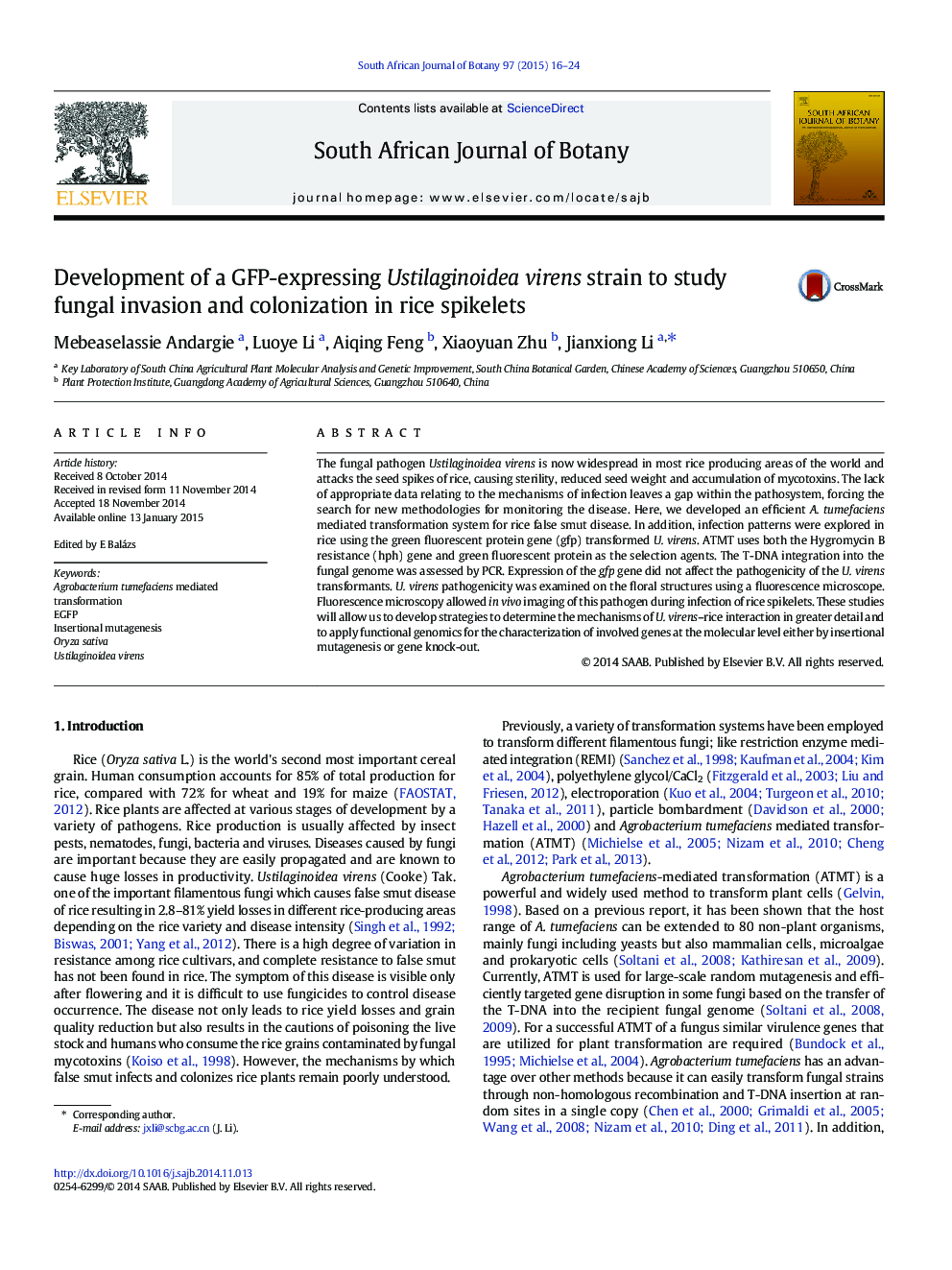 Development of a GFP-expressing Ustilaginoidea virens strain to study fungal invasion and colonization in rice spikelets