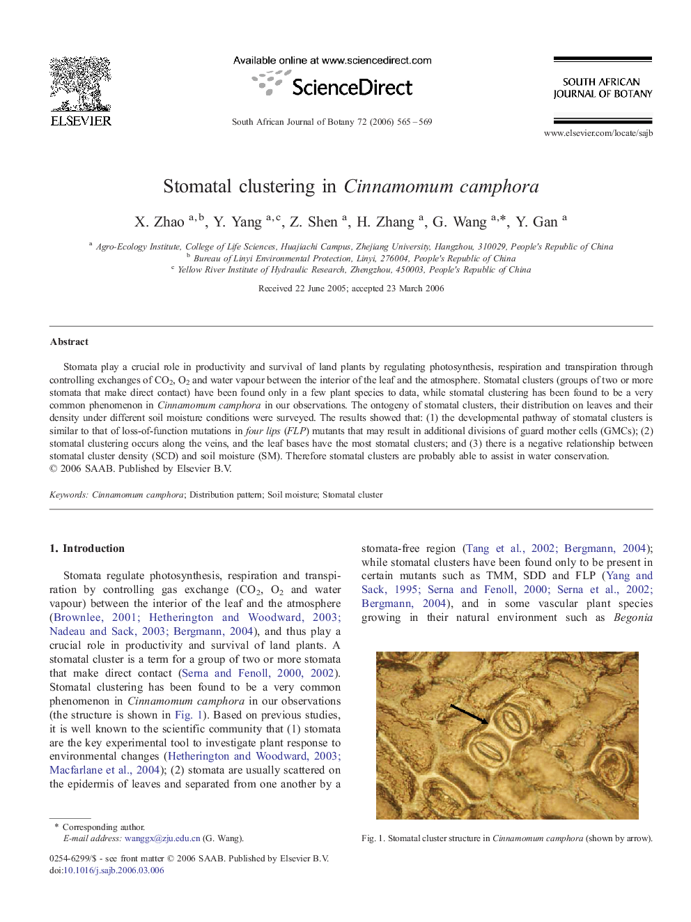 Stomatal clustering in Cinnamomum camphora